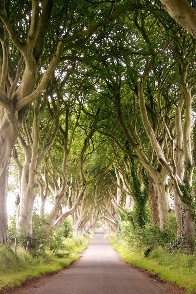 Baixar papel de parede para celular de Natureza, Estrada, Árvore, Terra, Feito Pelo Homem gratuito.