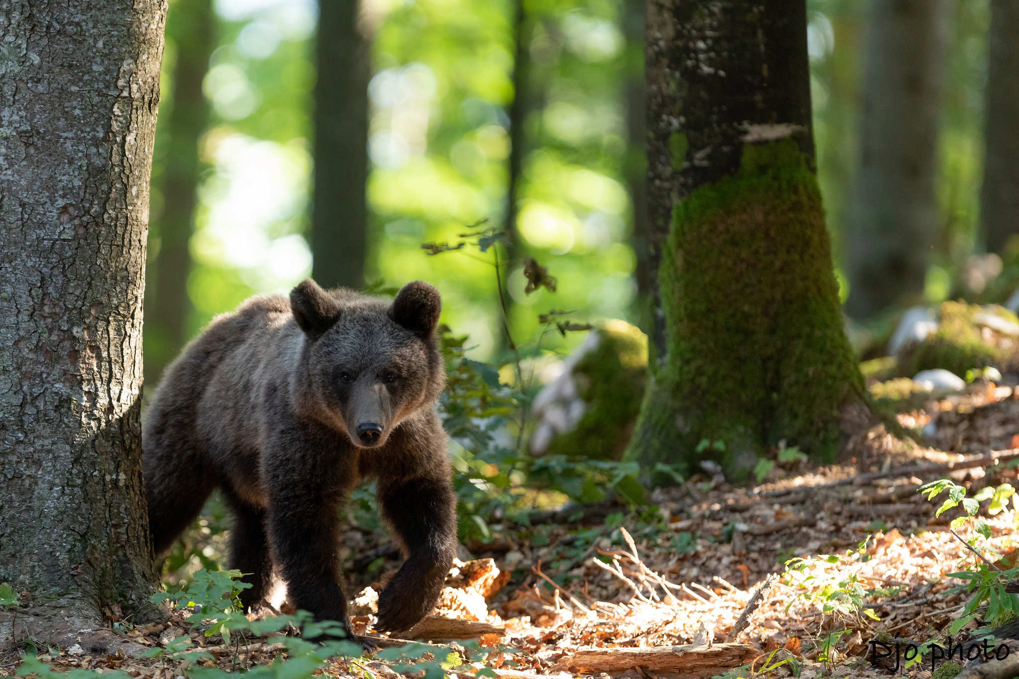 Free download wallpaper Bears, Bear, Animal, Baby Animal, Cub on your PC desktop