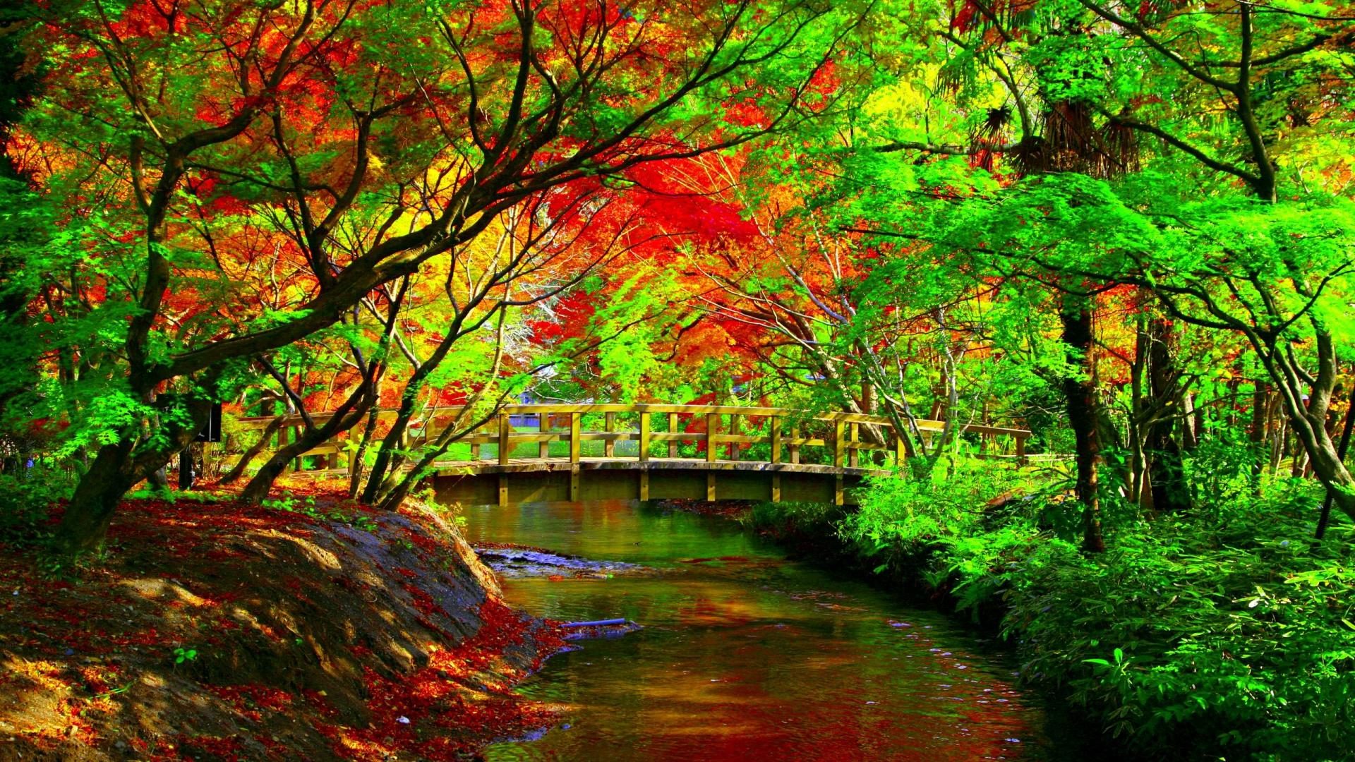 Laden Sie das Herbst, Park, Baum, Brücke, Brücken, Menschengemacht-Bild kostenlos auf Ihren PC-Desktop herunter