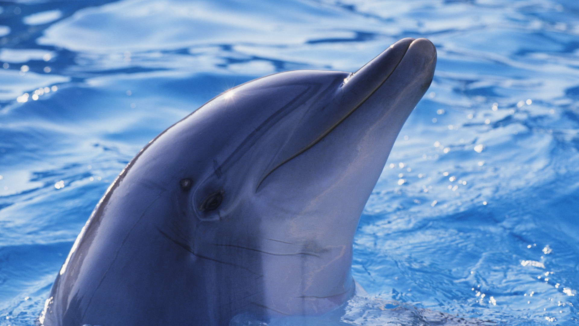 Handy-Wallpaper Delfin, Tiere kostenlos herunterladen.
