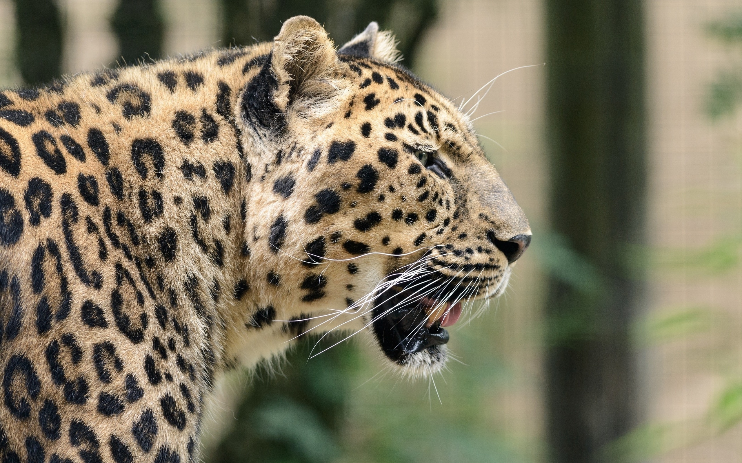 Handy-Wallpaper Jaguar, Katzen, Tiere kostenlos herunterladen.