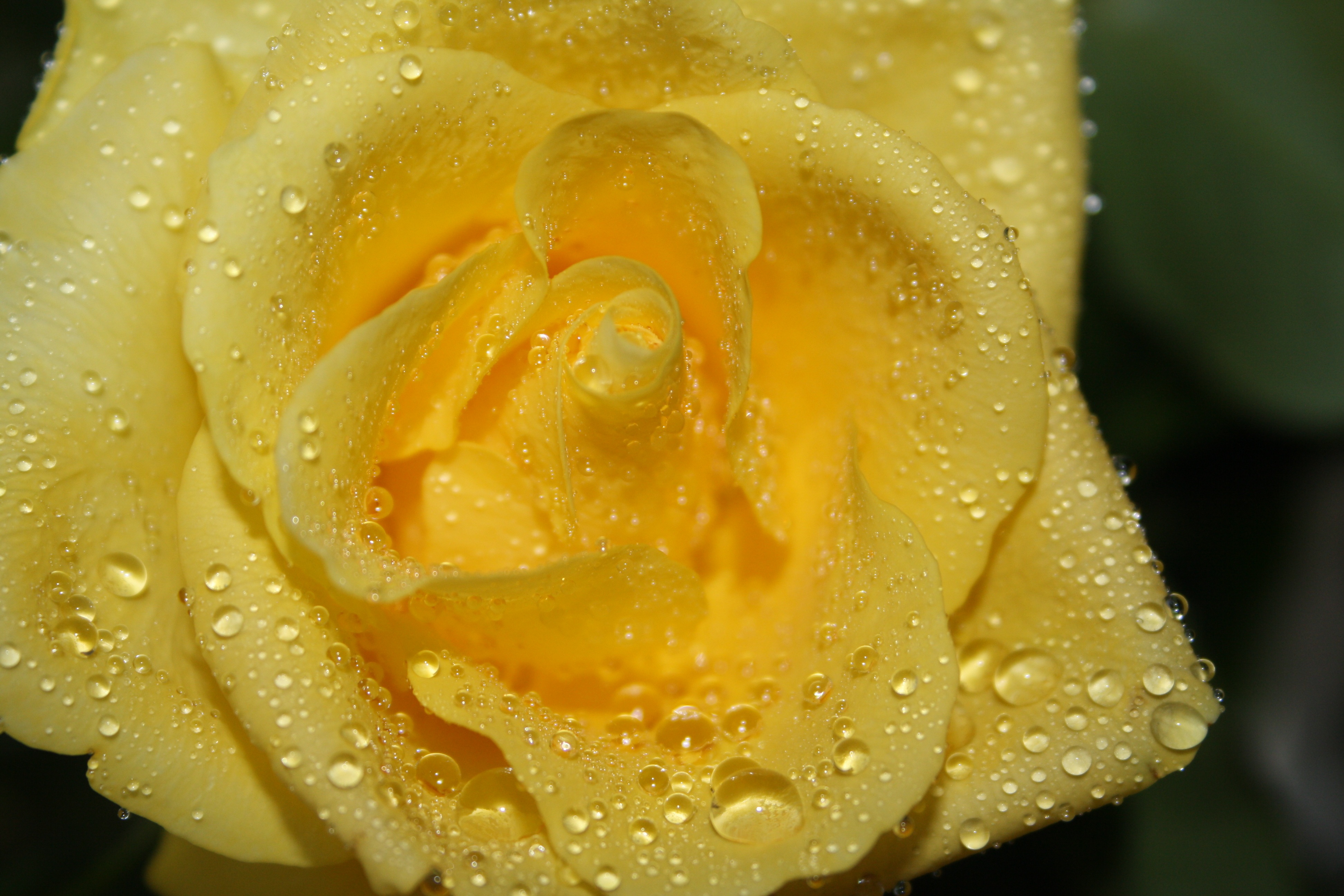 Download mobile wallpaper Petals, Macro, Rose Flower, Rose, Close Up, Drops for free.