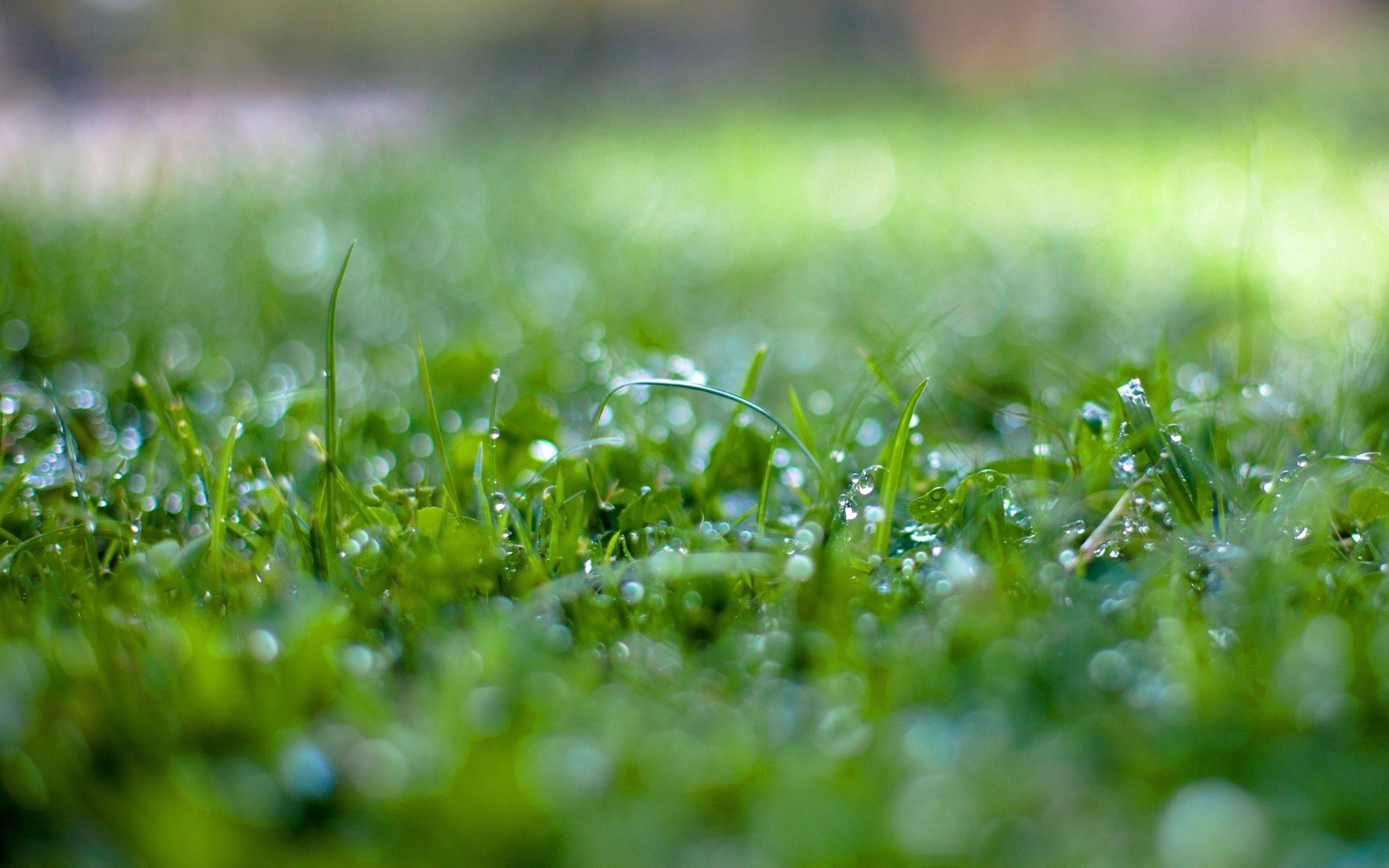 grass, macro, wet, surface, humid