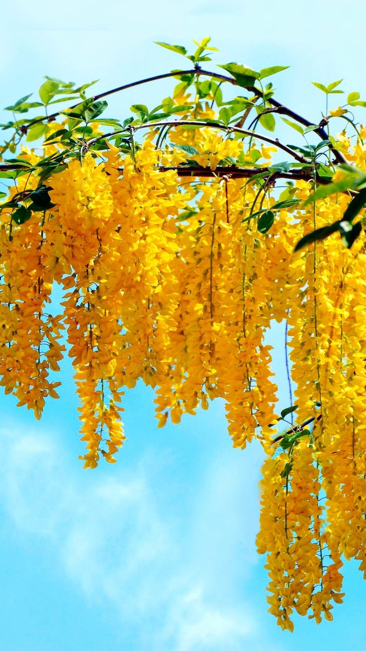 Скачать картинку Желтый, Весна, Жёлтый, Цветущие, Цвести, Земля/природа в телефон бесплатно.