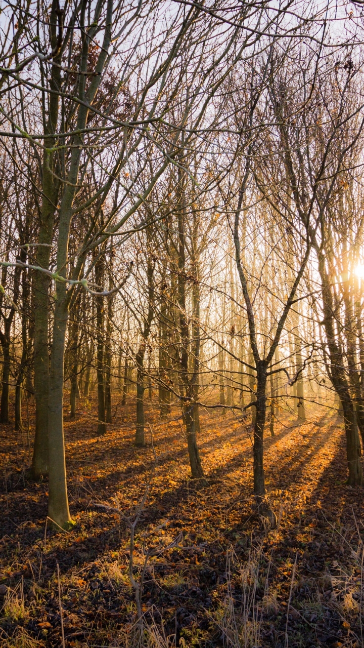 Téléchargez des papiers peints mobile Forêt, Arbre, Rayon De Soleil, La Nature, Terre/nature, Graine De Soleil gratuitement.