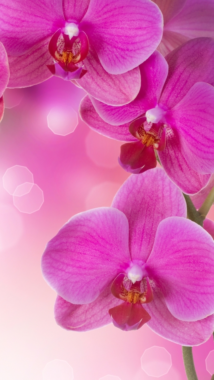 Handy-Wallpaper Blumen, Blume, Orchidee, Erde/natur kostenlos herunterladen.