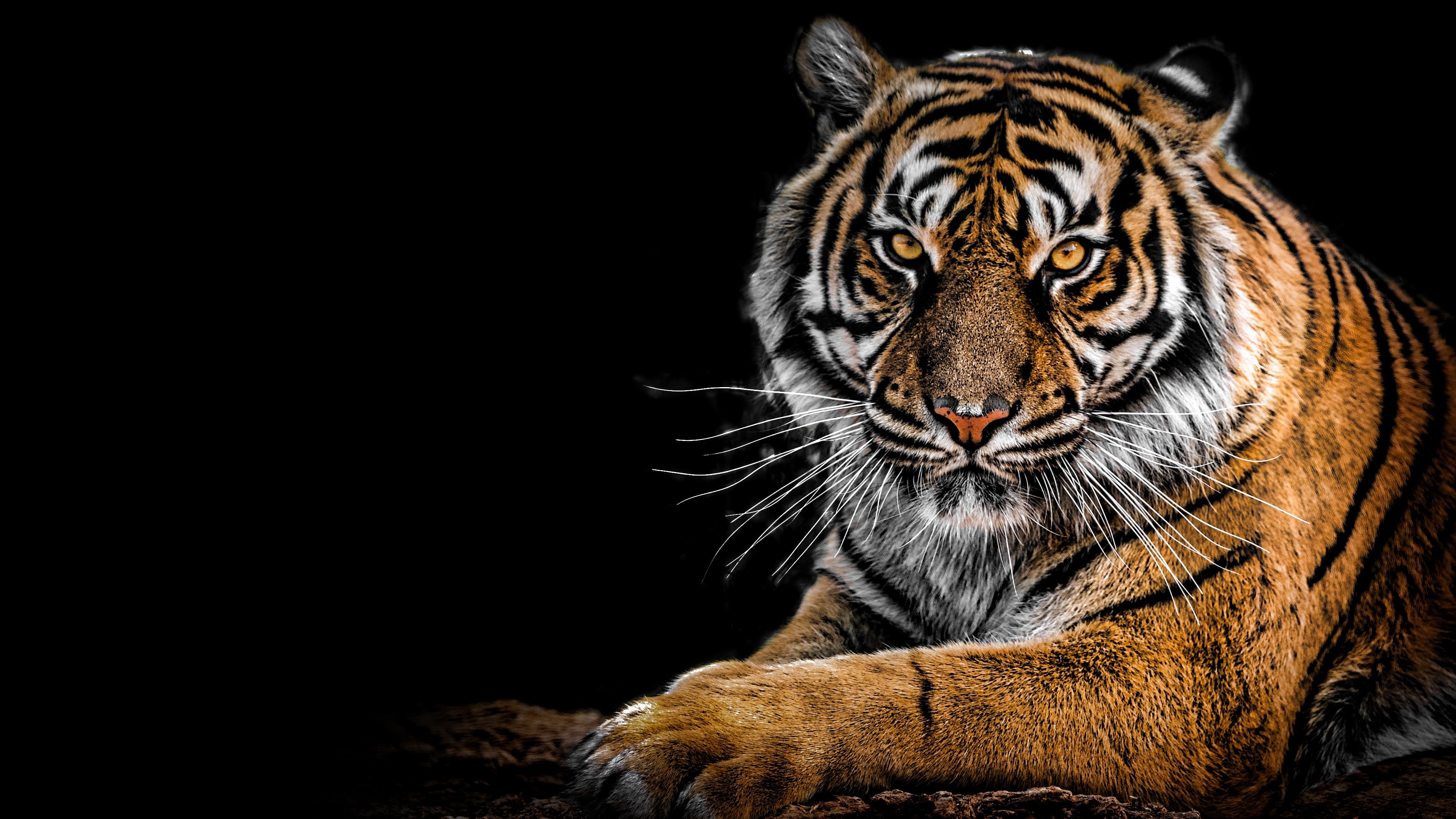 460943壁紙のダウンロード動物, 虎, シベリアンタイガー, 猫-スクリーンセーバーと写真を無料で
