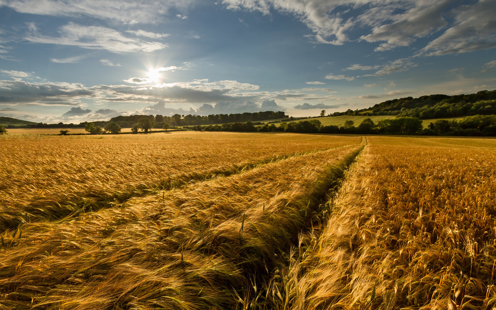 Download mobile wallpaper Wheat, Earth for free.