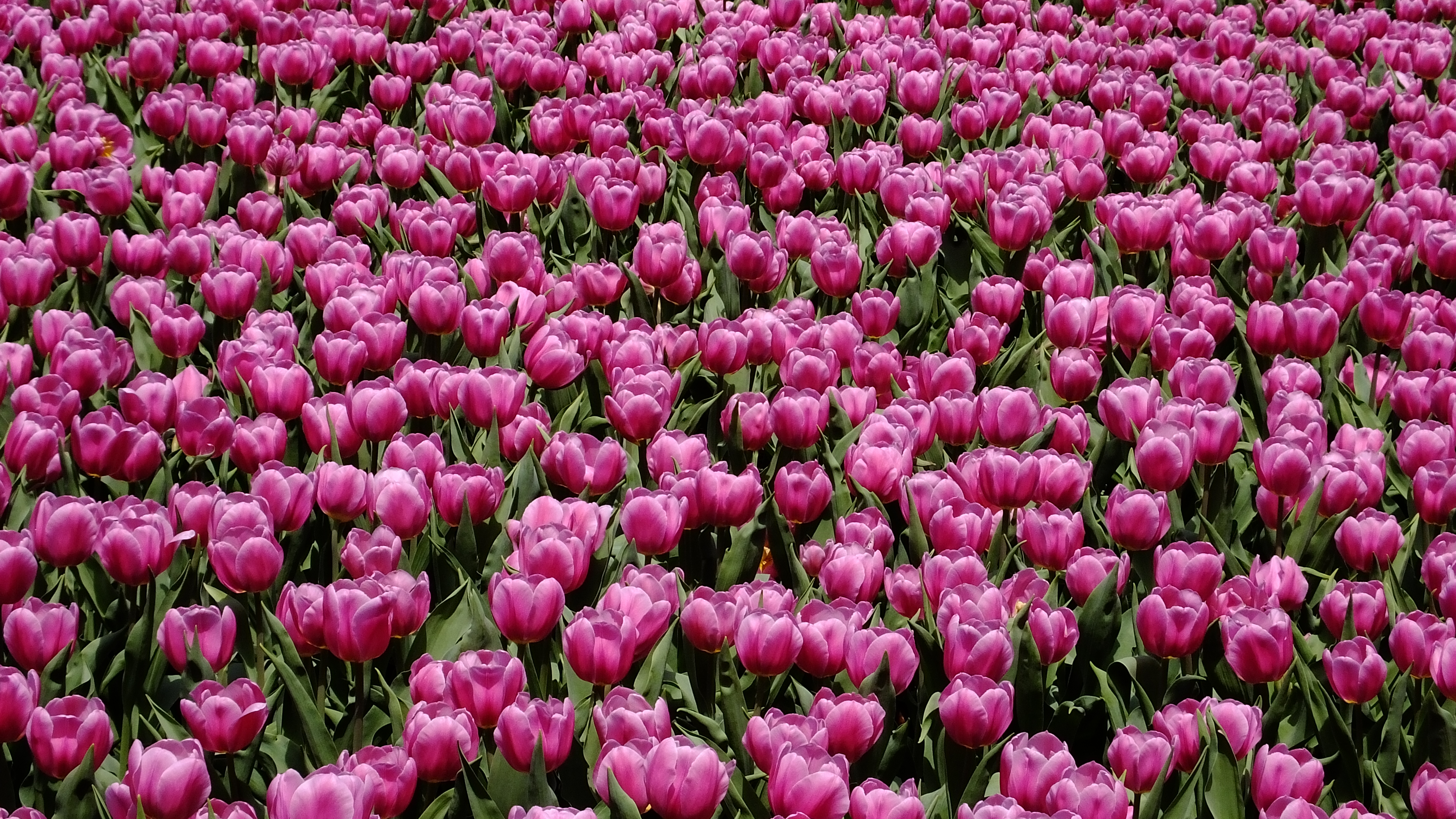 Download mobile wallpaper Tulip, Flowers, Field, Flower, Earth for free.