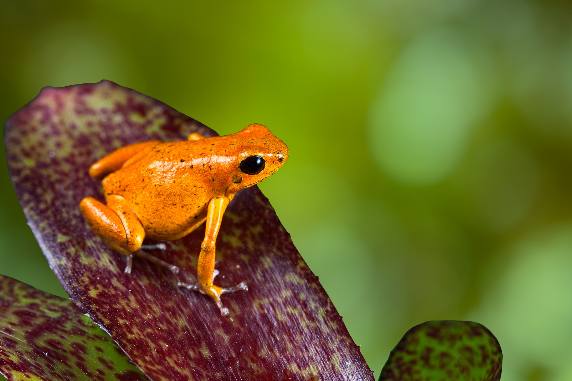 Download mobile wallpaper Frogs, Animal, Poison Dart Frog for free.