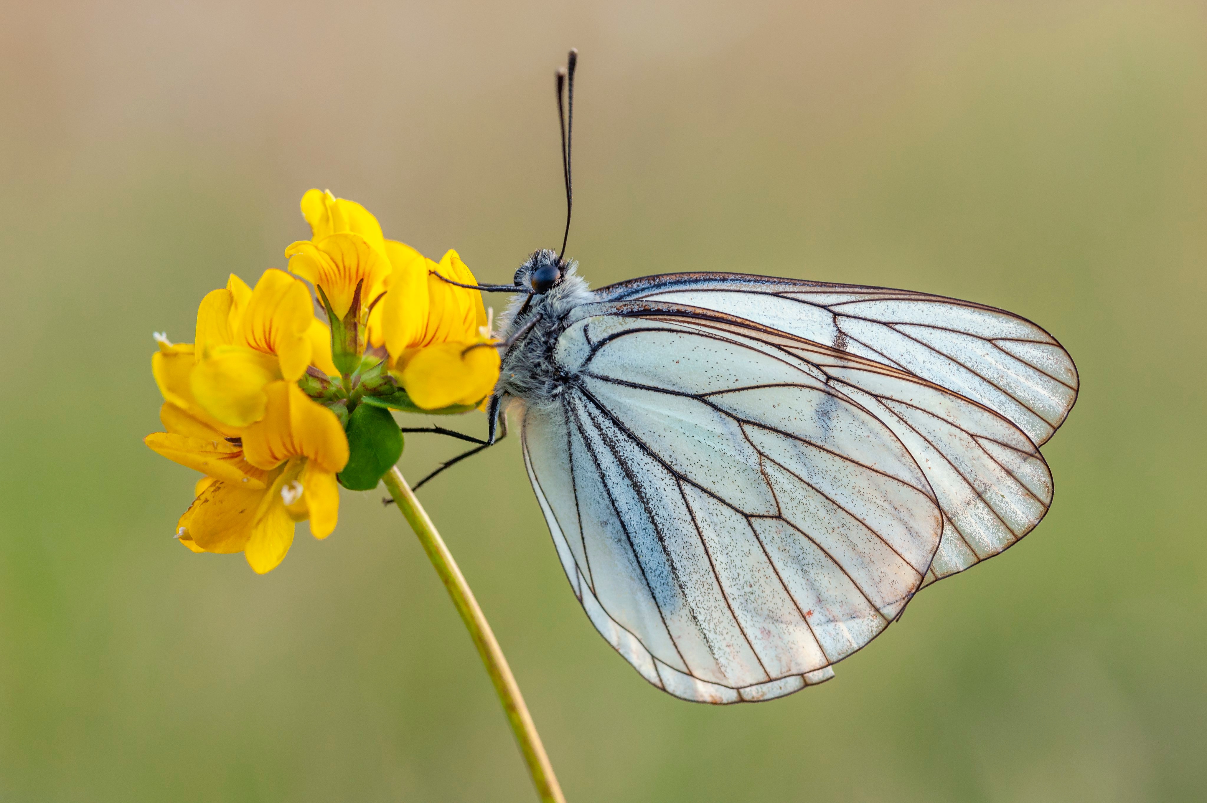 Download mobile wallpaper Summer, Flower, Butterfly, Animal for free.