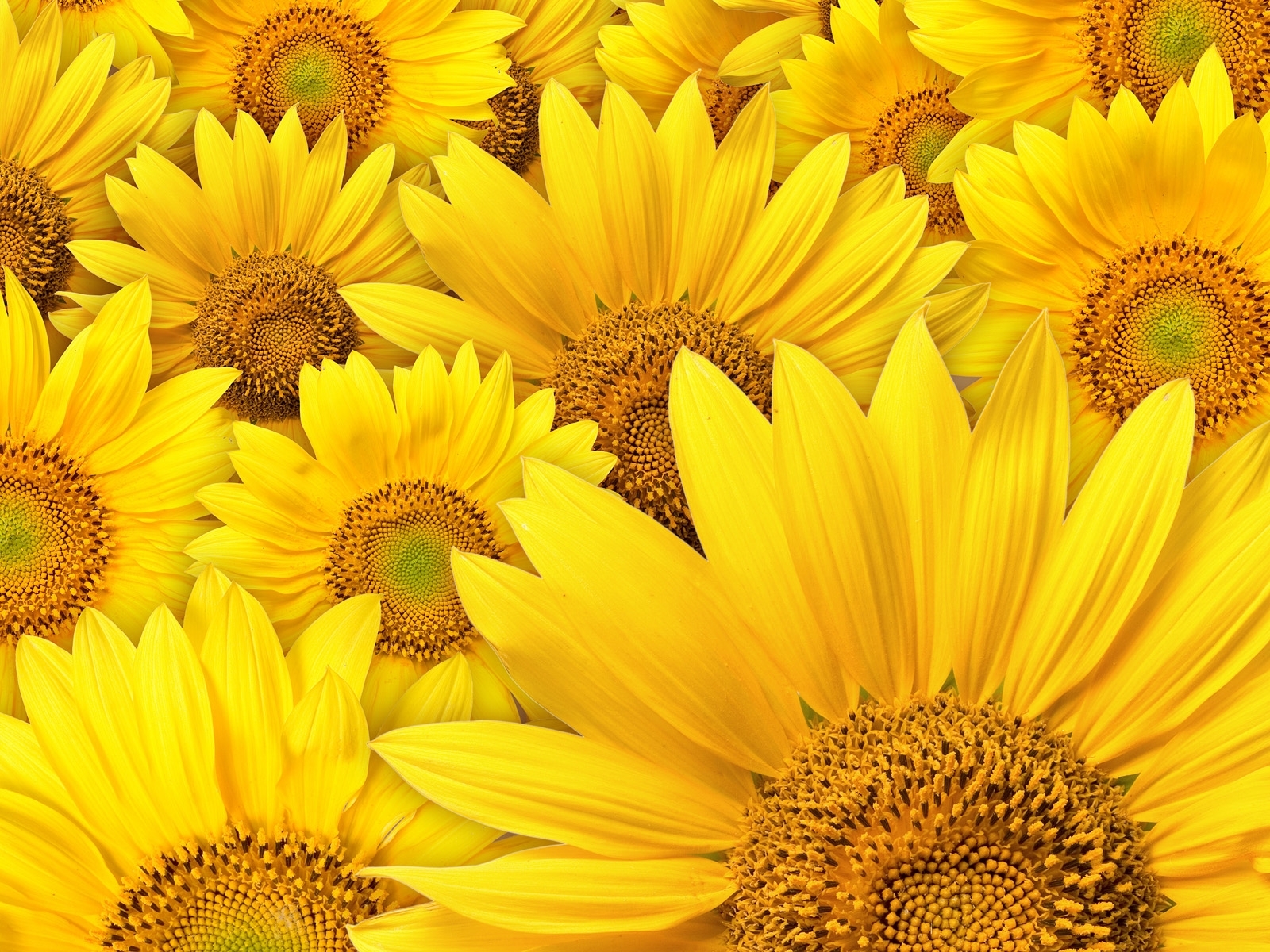 sunflowers, background, plants, yellow HD wallpaper