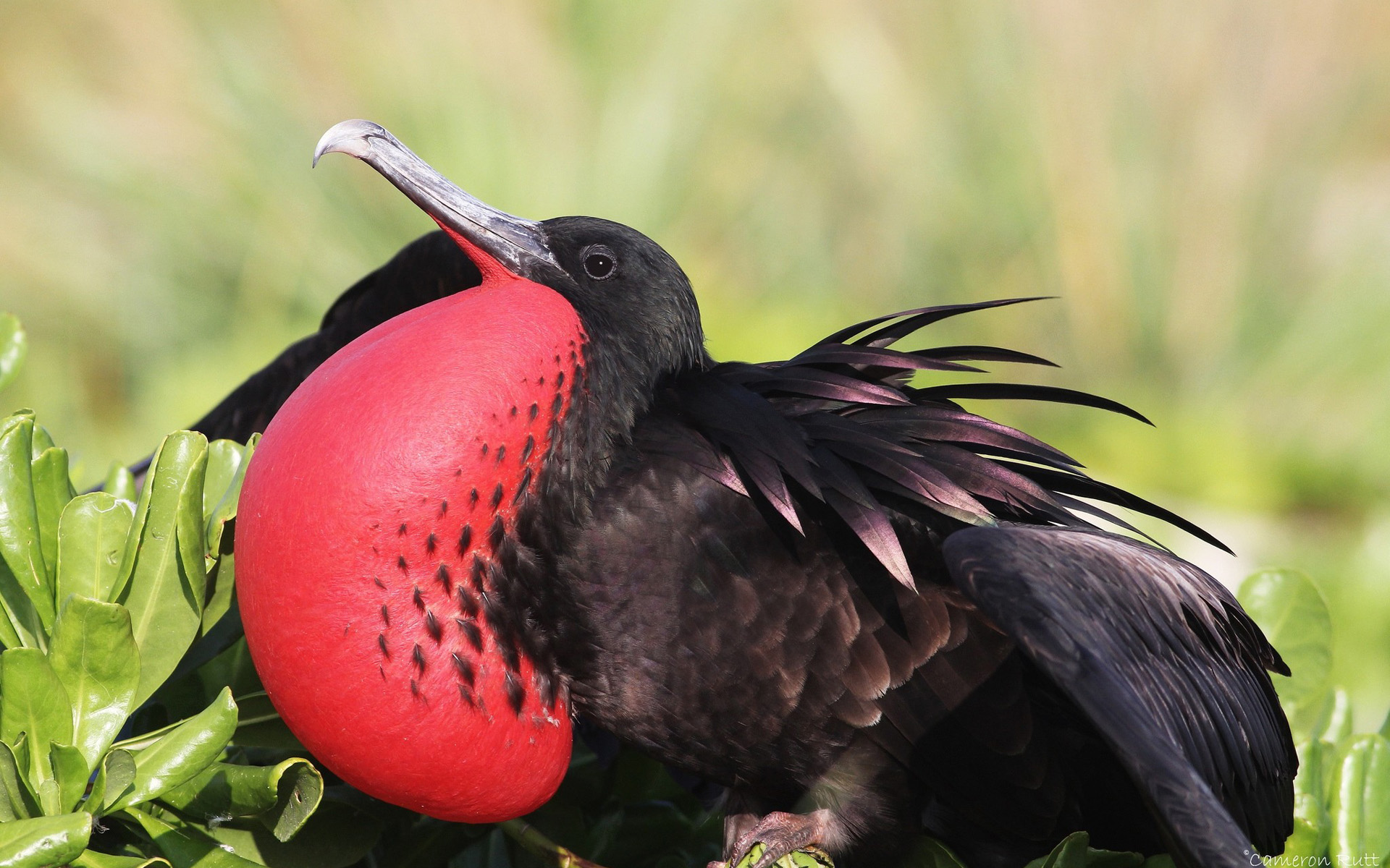 Download mobile wallpaper Magnificent Frigatebird, Bird, Birds, Animal for free.