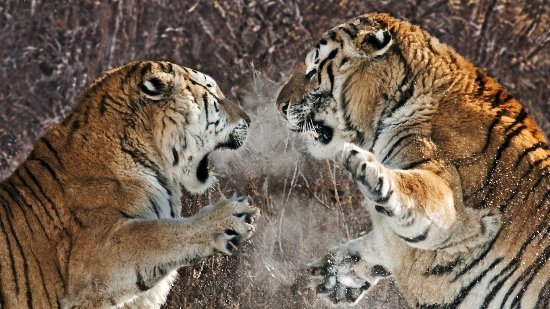 Handy-Wallpaper Tiere, Katzen, Tiger kostenlos herunterladen.