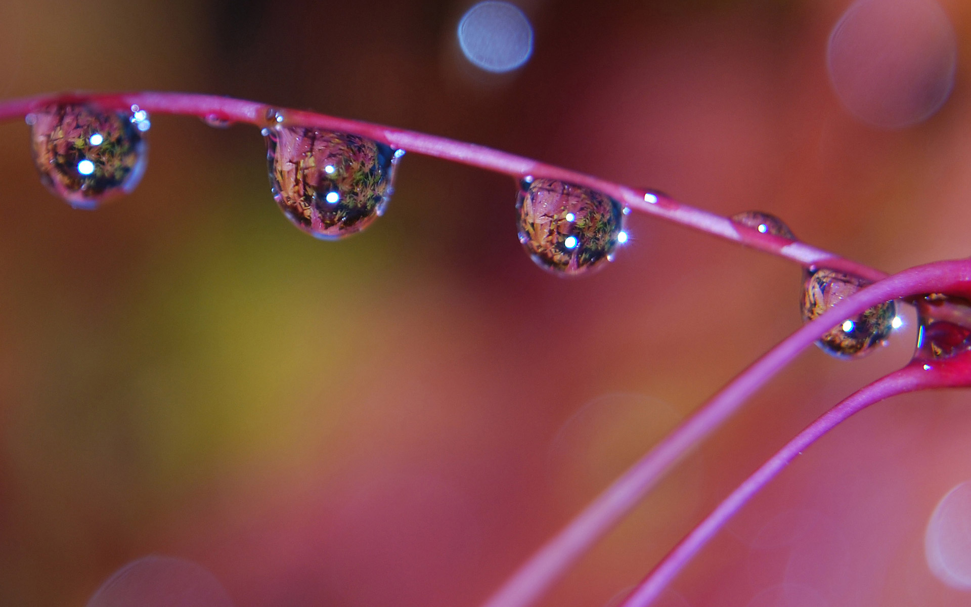 Download mobile wallpaper Water Drop, Earth for free.