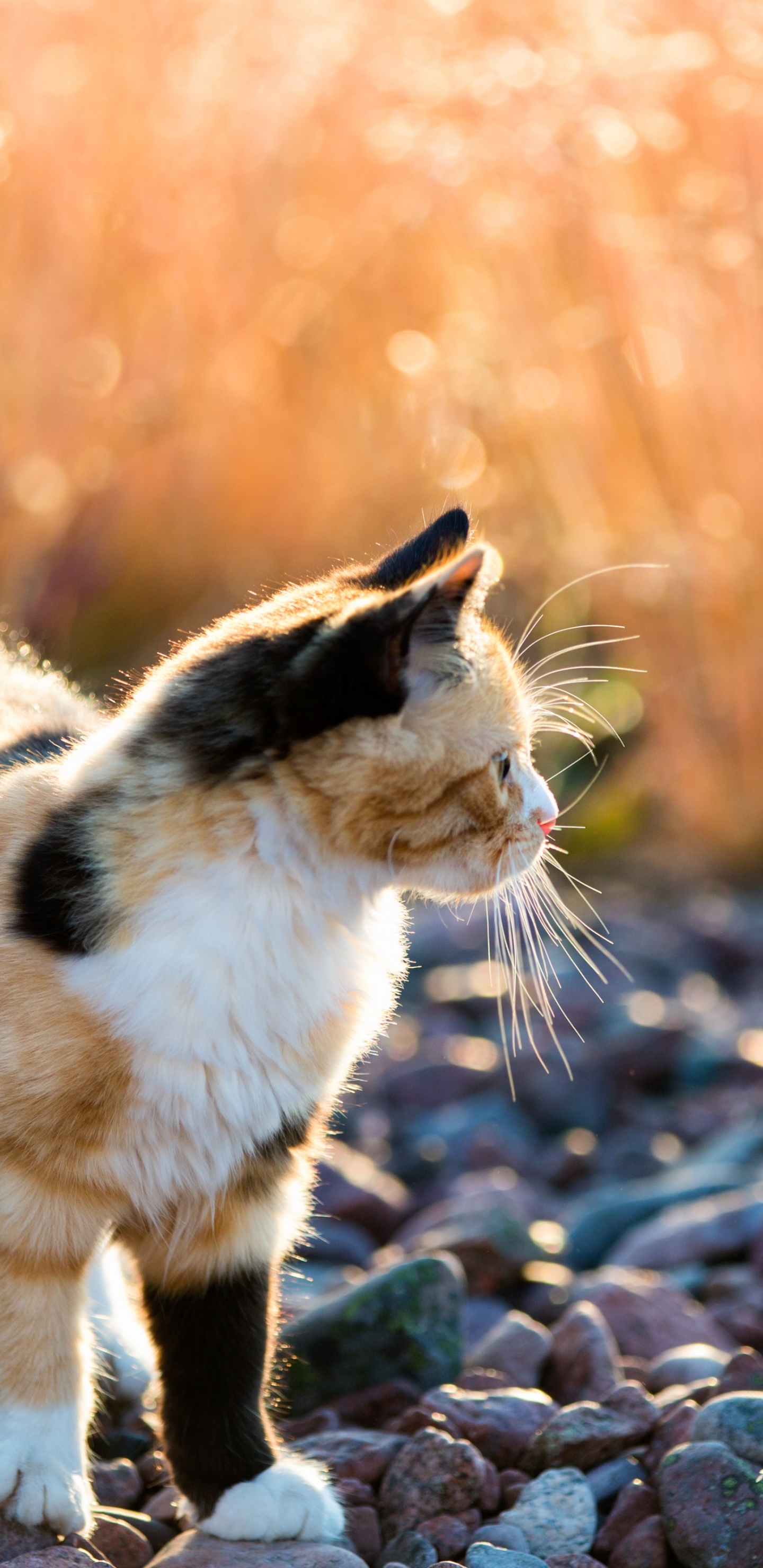 Handy-Wallpaper Tiere, Katzen, Katze kostenlos herunterladen.