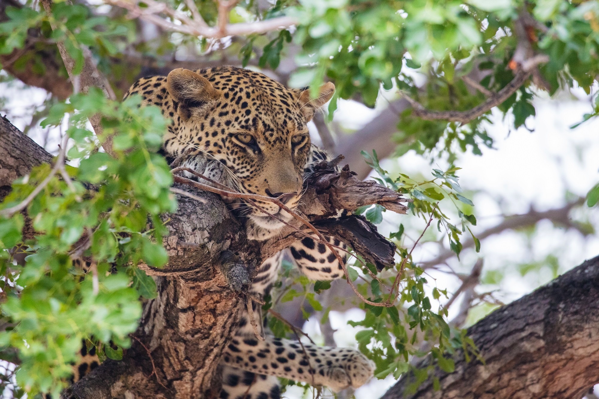 Baixe gratuitamente a imagem Animais, Gatos, Leopardo na área de trabalho do seu PC