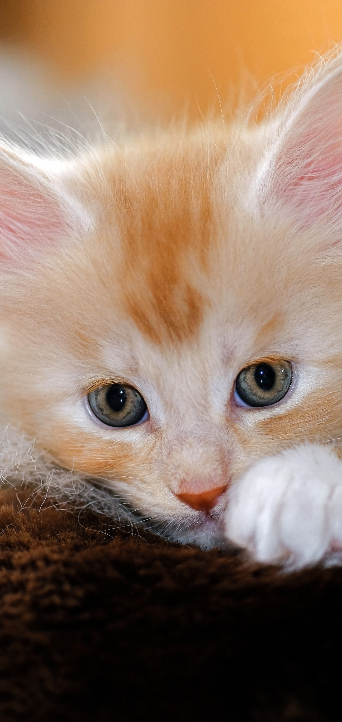 Baixe gratuitamente a imagem Animais, Gatos, Gato na área de trabalho do seu PC