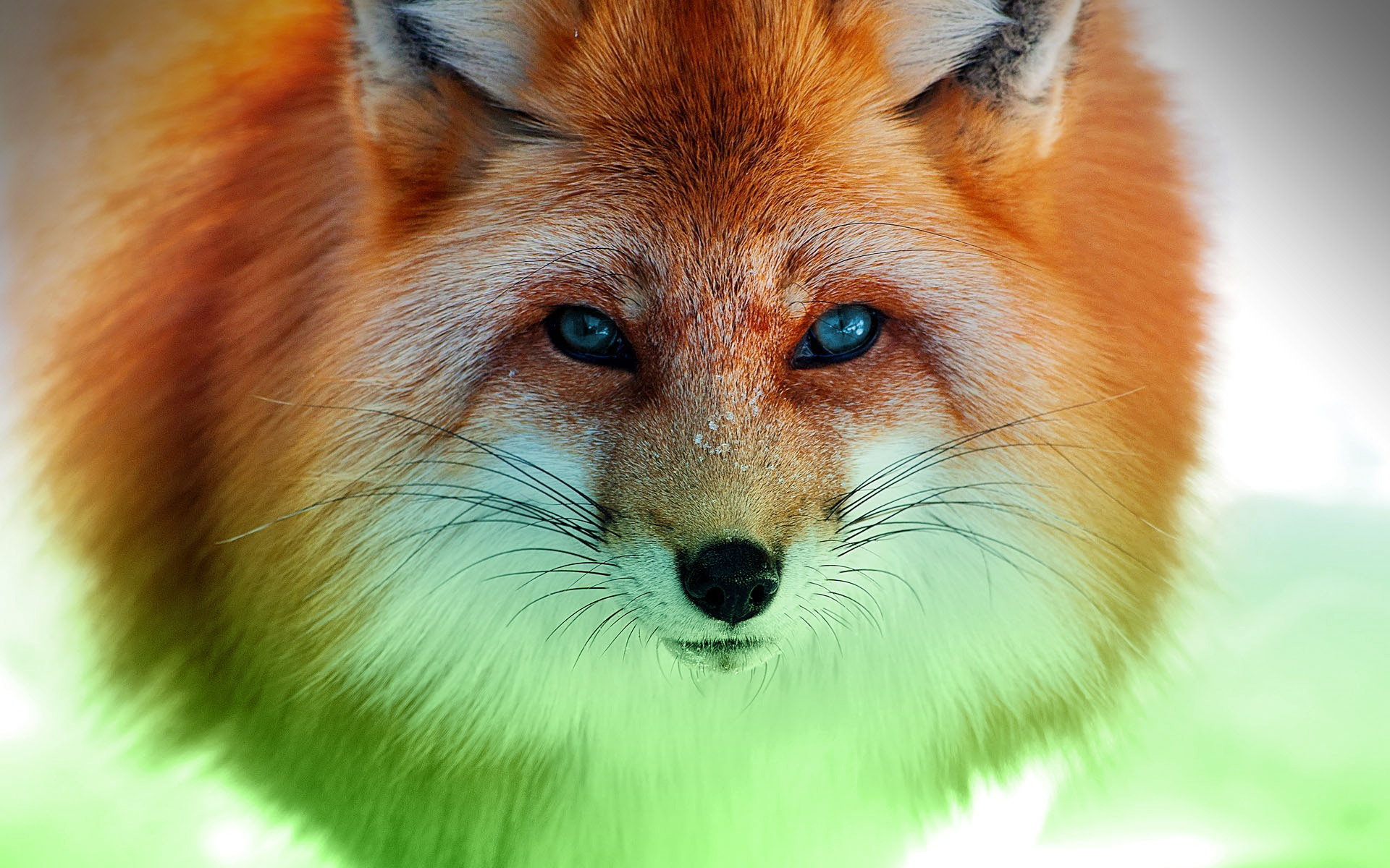 603556壁紙のダウンロード動物, 狐, 緑, 自然-スクリーンセーバーと写真を無料で