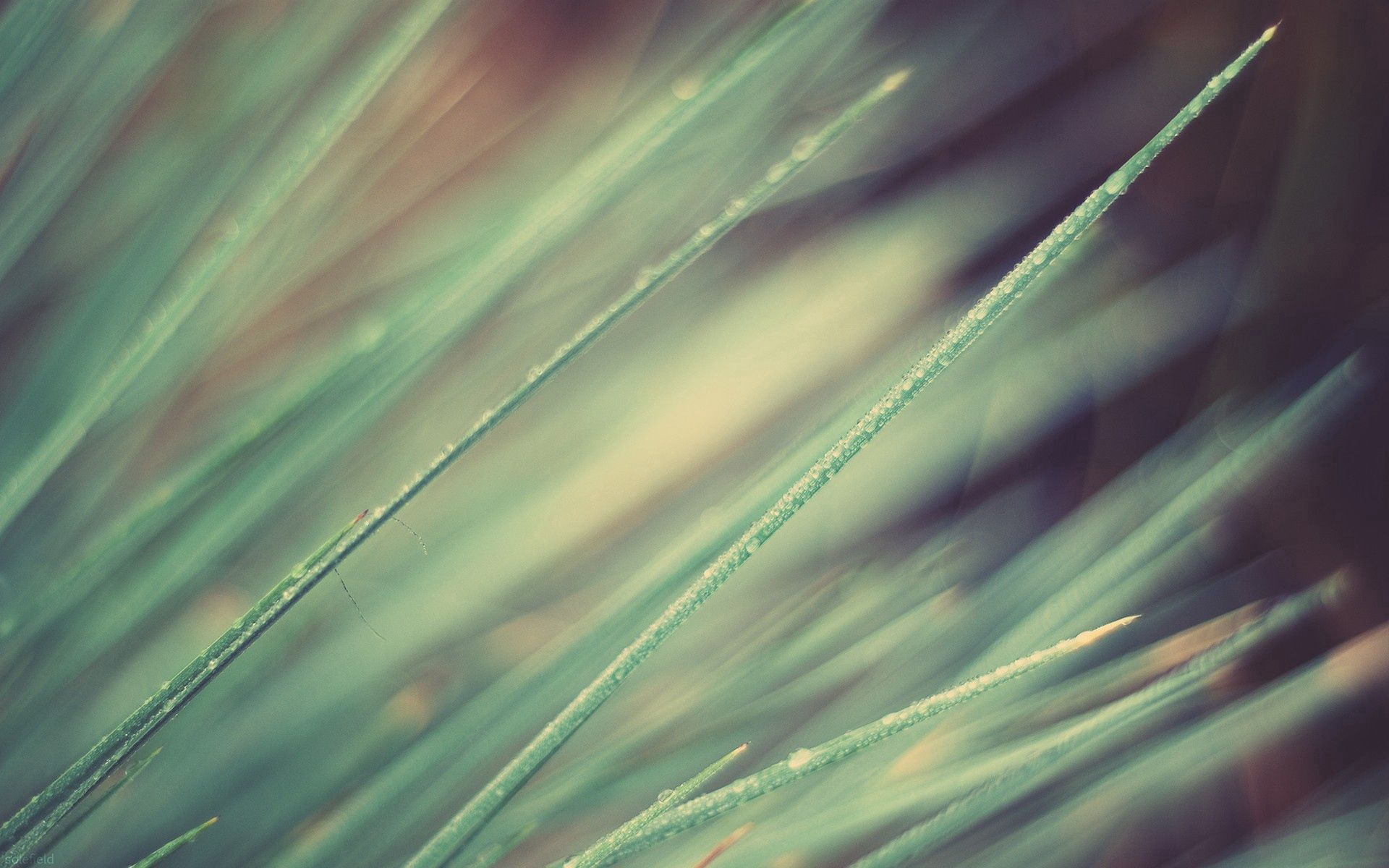 Download mobile wallpaper Grass, Macro, Obliquely, Lines, Light, Shine for free.