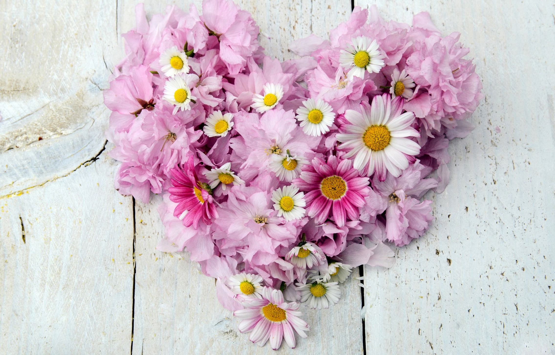 Download mobile wallpaper Flower, Daisy, White Flower, Man Made, Pink Flower, Heart Shaped for free.