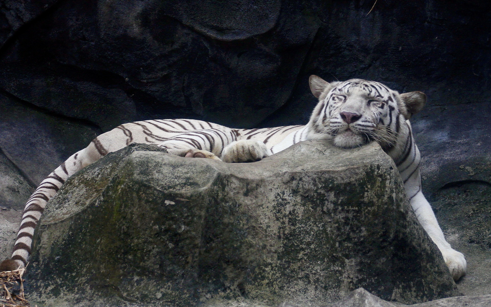 Baixar papel de parede para celular de Tigre Branco, Gatos, Animais gratuito.