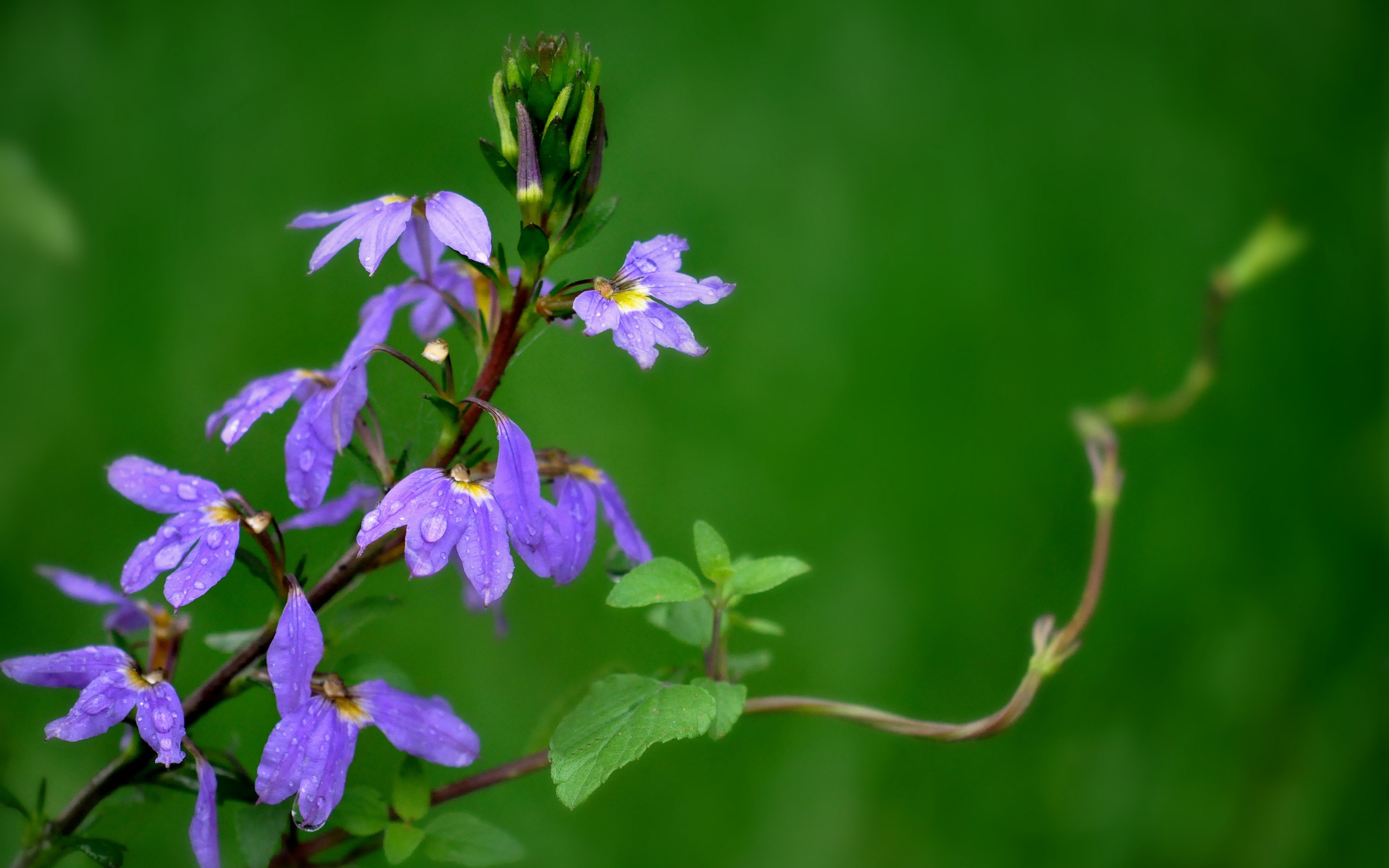 Free download wallpaper Flowers, Flower, Earth on your PC desktop