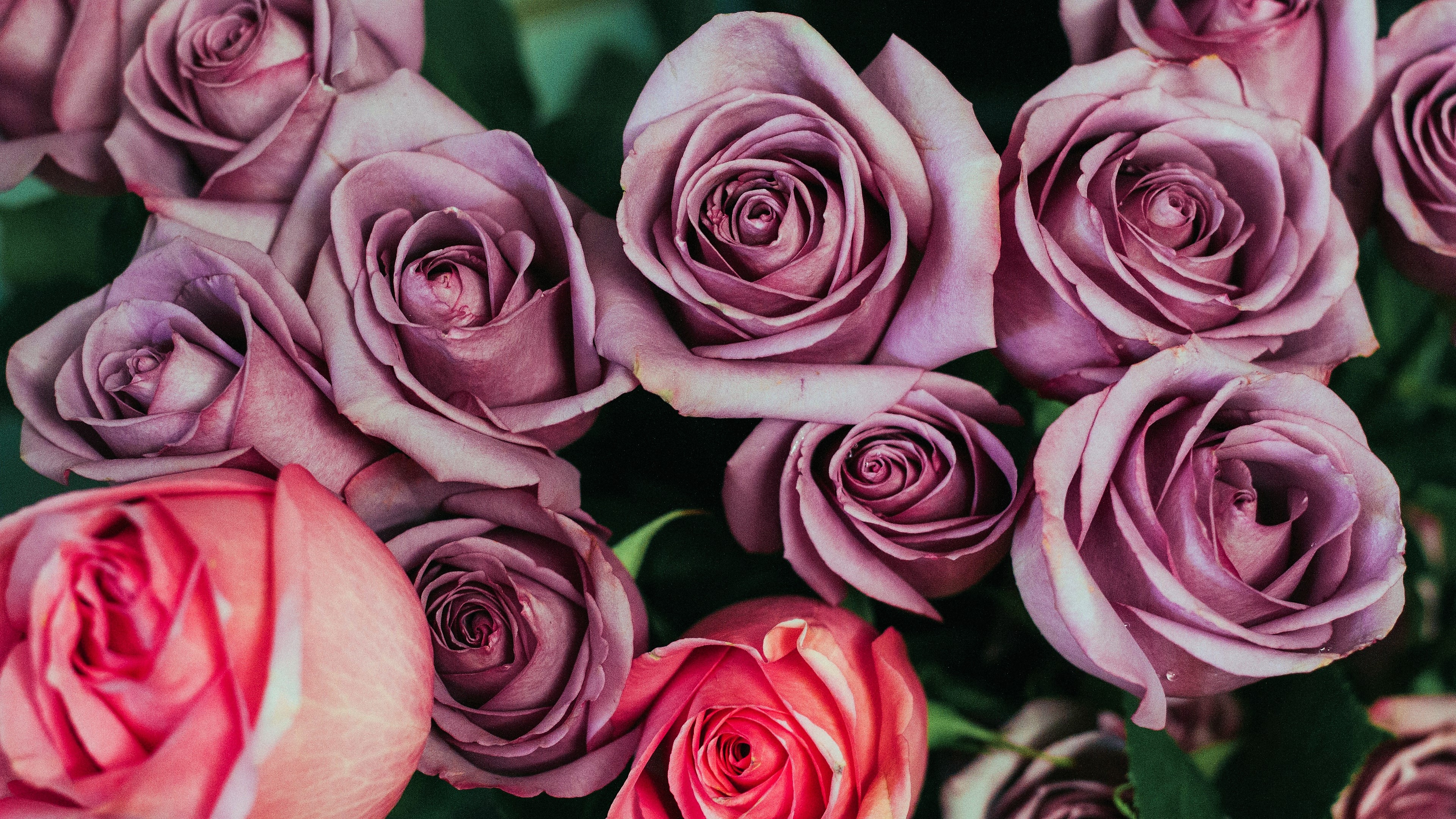 Téléchargez des papiers peints mobile Fleurs, Rose, Fleur, Terre/nature, Fleur Rose, Rose Rose, Rose Pourpre gratuitement.