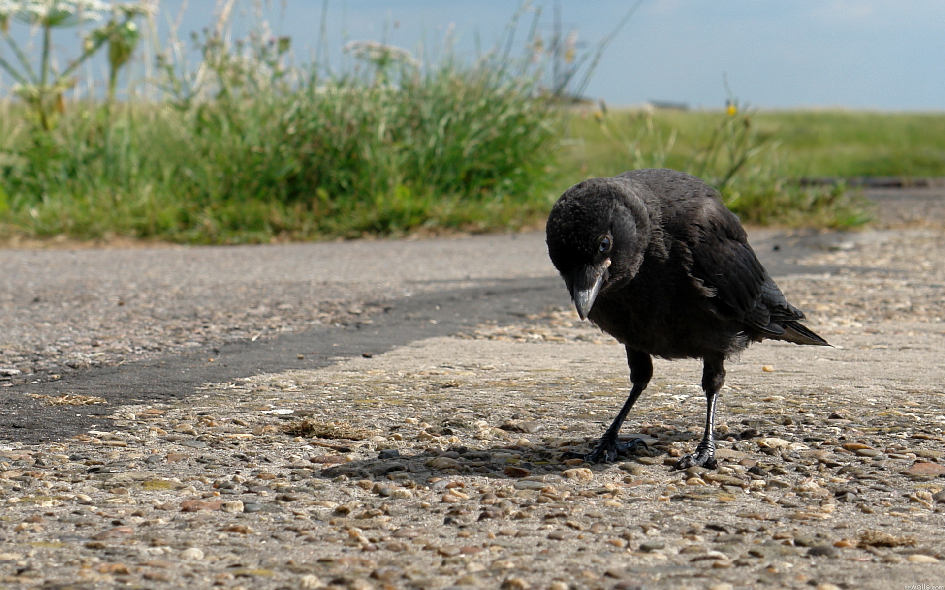 Téléchargez des papiers peints mobile Animaux, Oiseau, Des Oiseaux gratuitement.