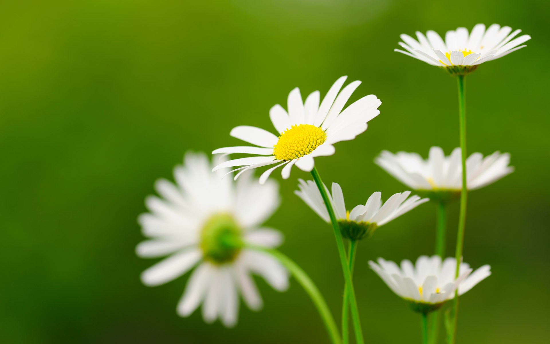 Descarga gratuita de fondo de pantalla para móvil de Flores, Flor, Tierra/naturaleza.