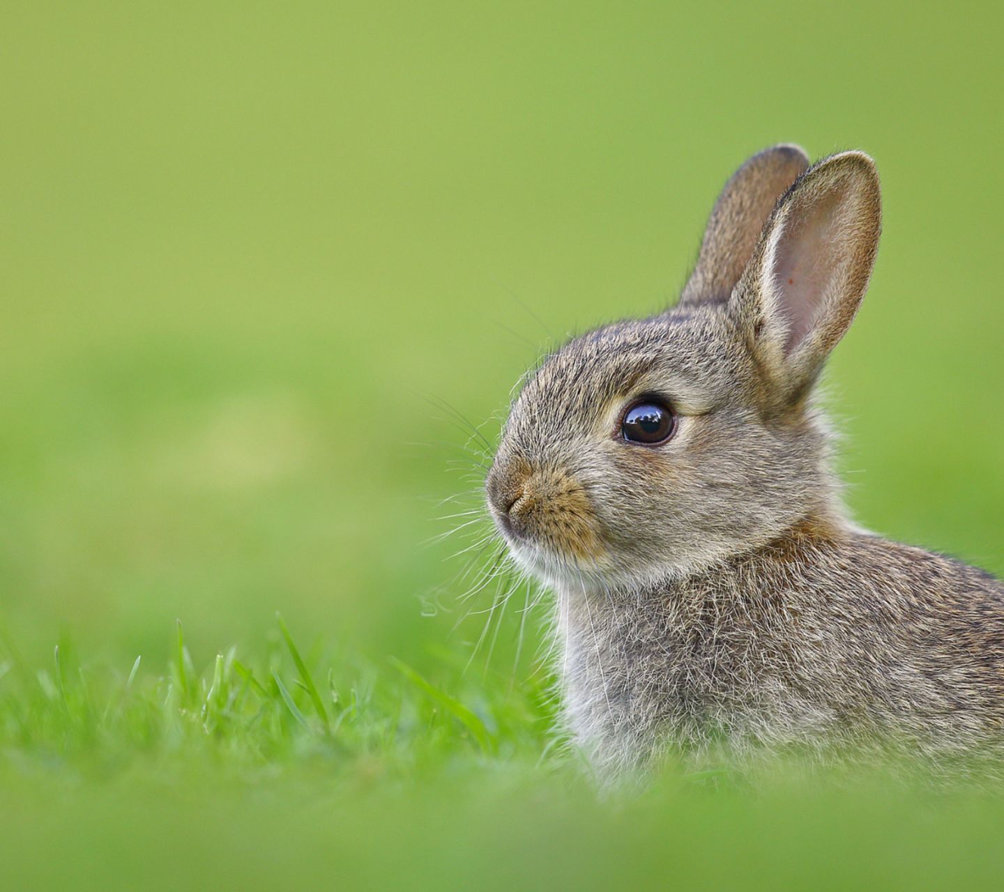 Téléchargez des papiers peints mobile Animaux, Lapin gratuitement.