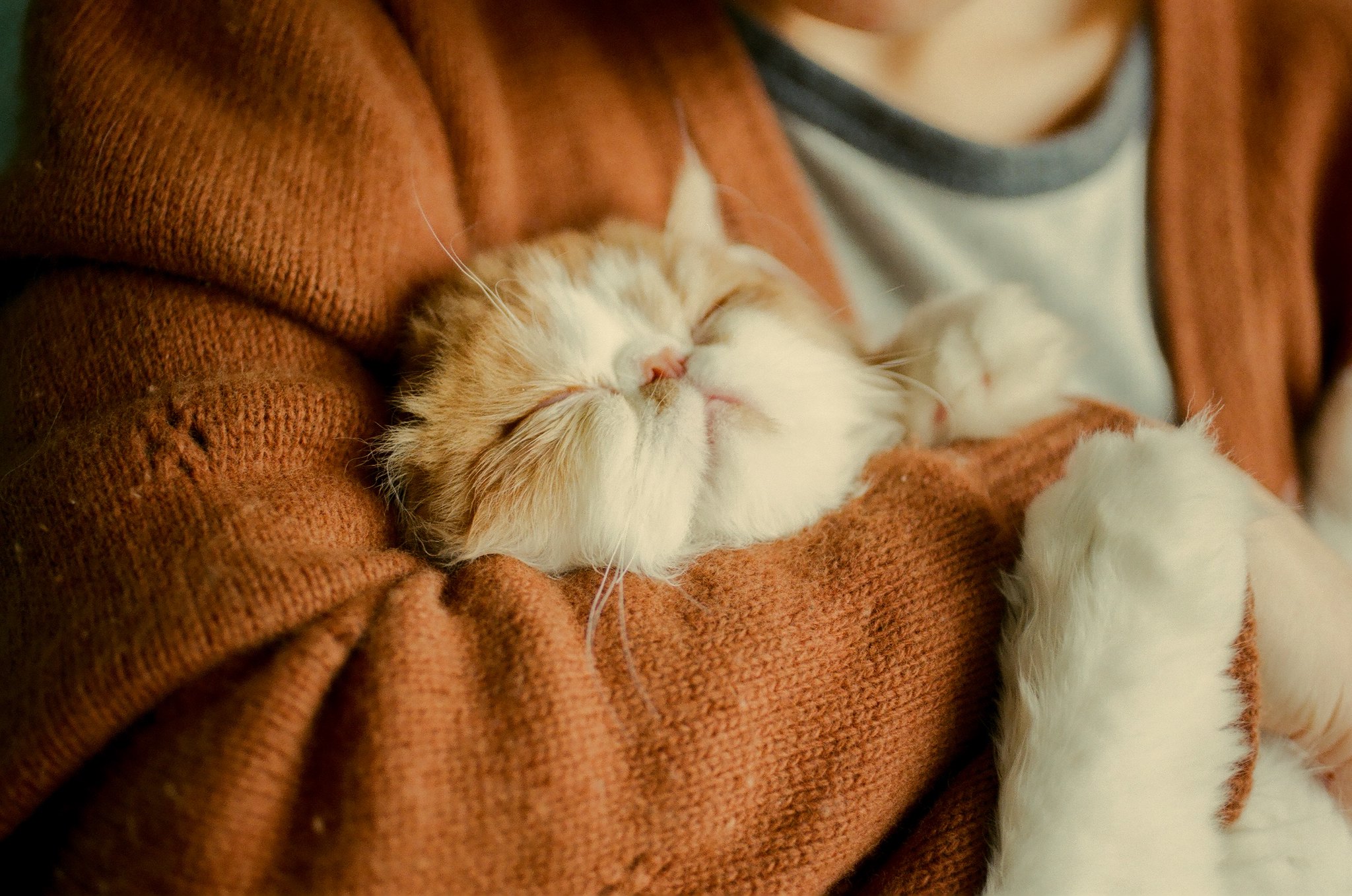 Download mobile wallpaper Cats, Cat, Kitten, Animal, Hug for free.