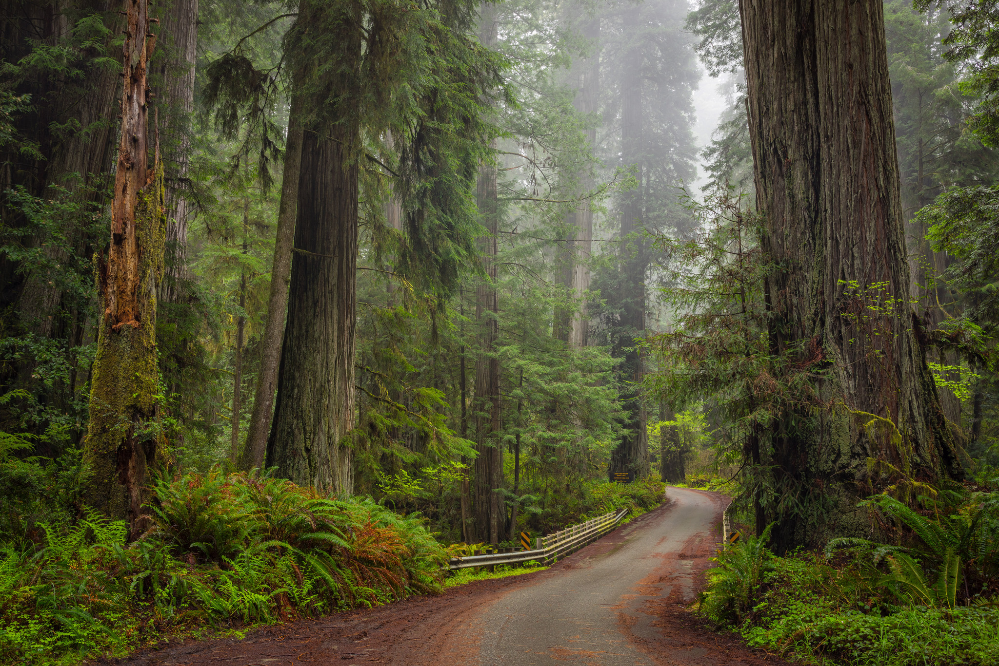 road, man made, forest, green, redwood