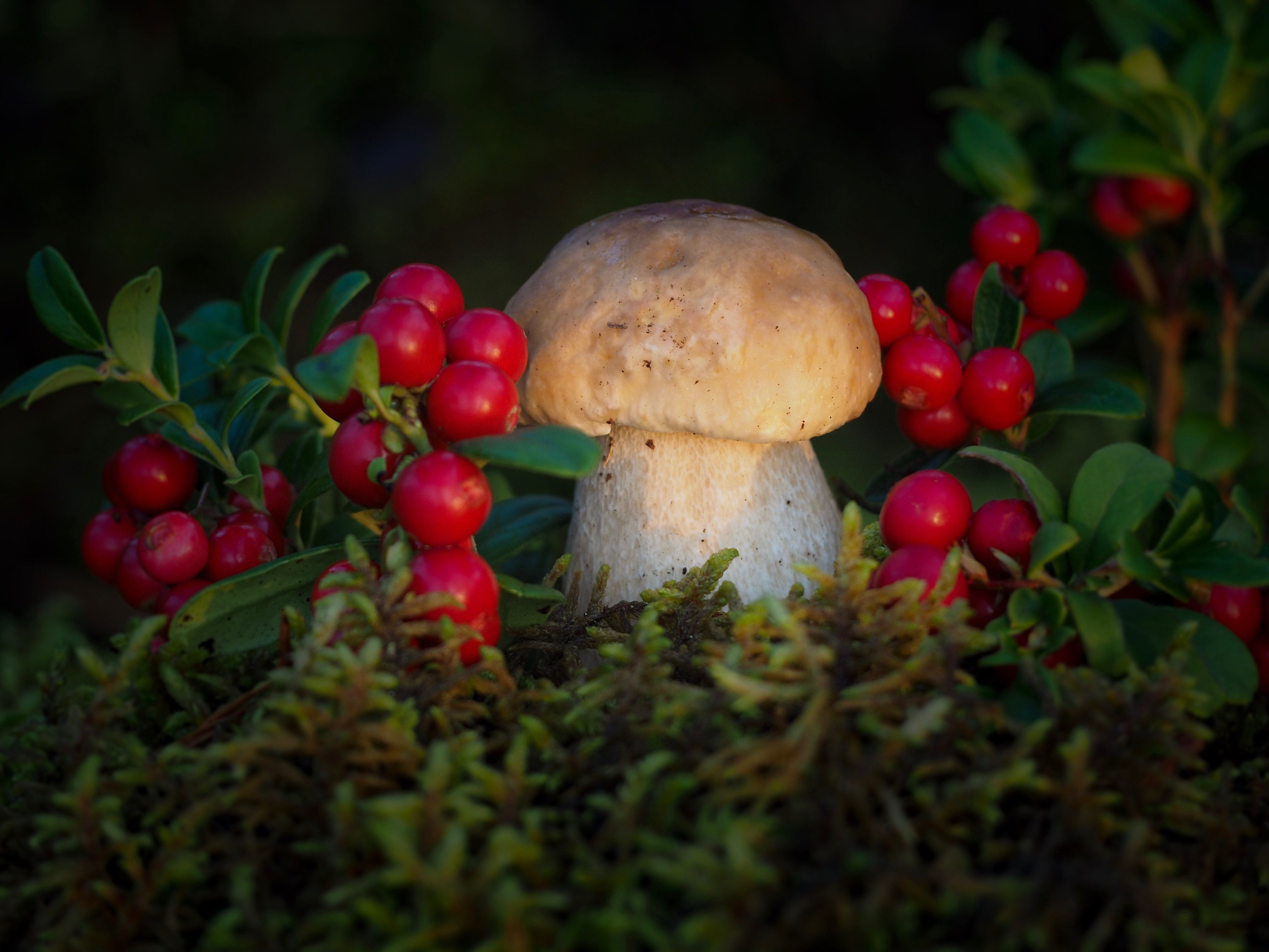 Téléchargez gratuitement l'image Baie, Champignon, Mousse, Terre/nature sur le bureau de votre PC