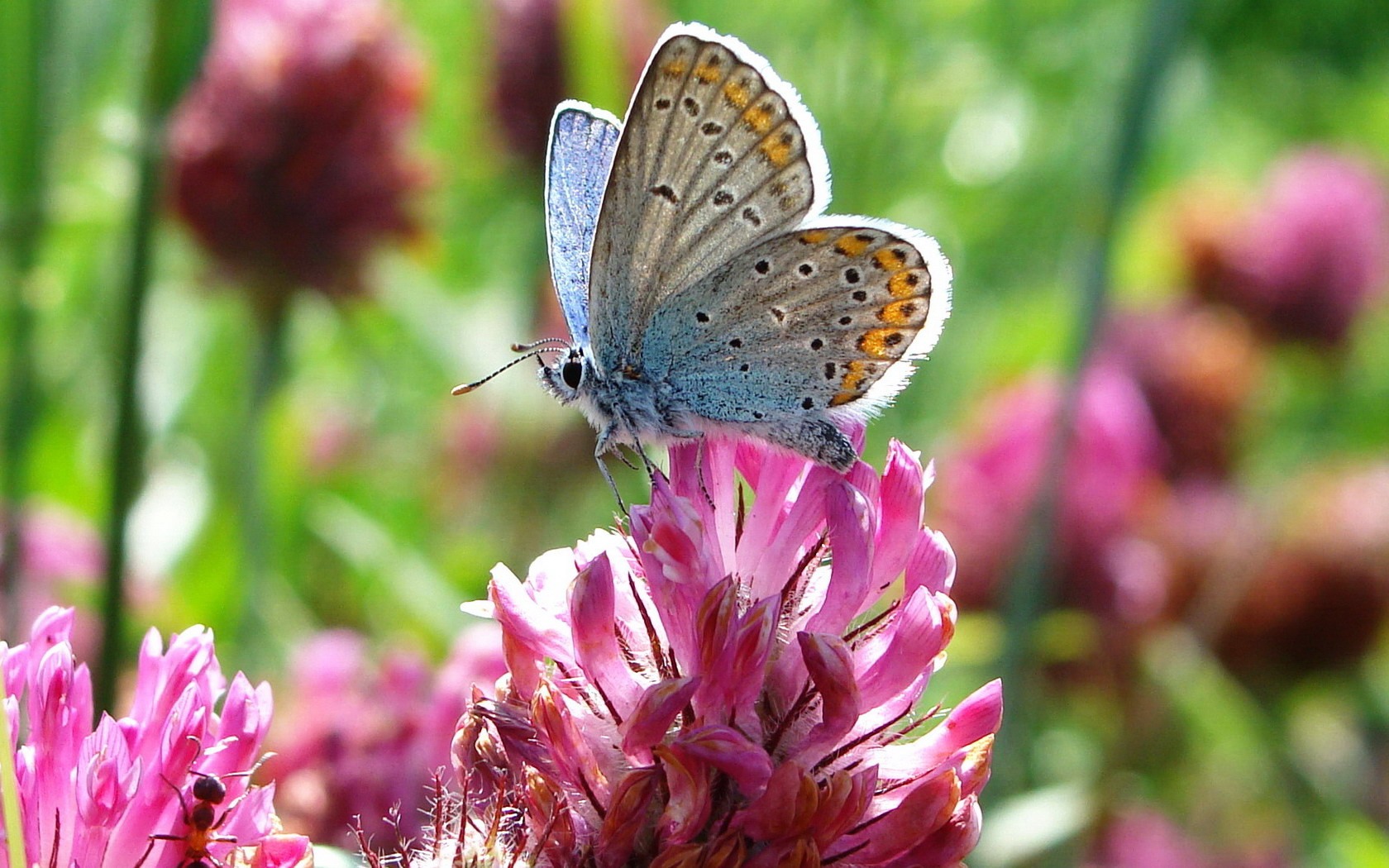 Baixar papel de parede para celular de Animais, Flor, Borboleta gratuito.