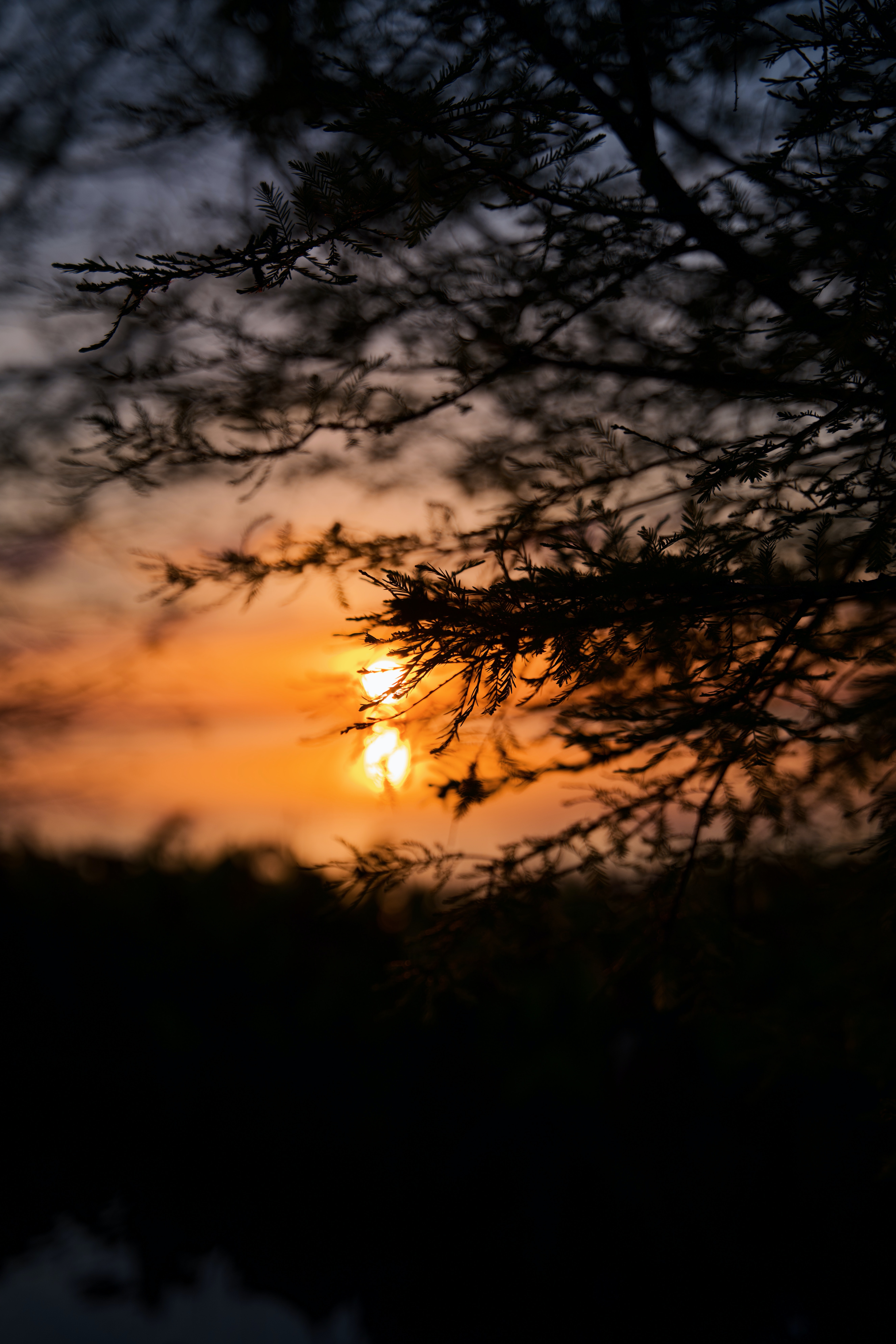 Download mobile wallpaper Branches, Tree, Wood, Sunset, Sun, Silhouette, Dark for free.