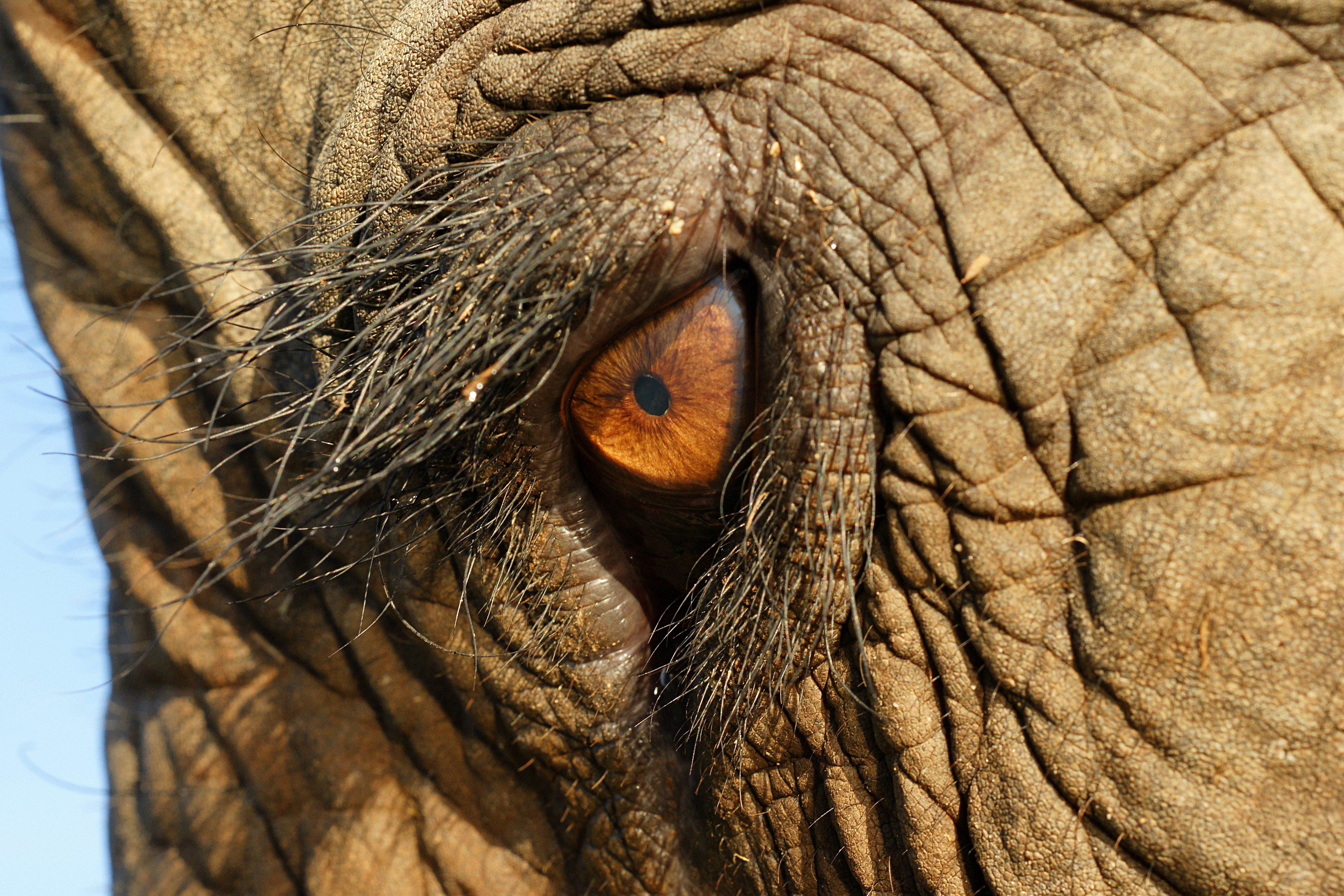 Téléchargez des papiers peints mobile Animaux, Éléphants, Éléphant De Savane D'afrique gratuitement.