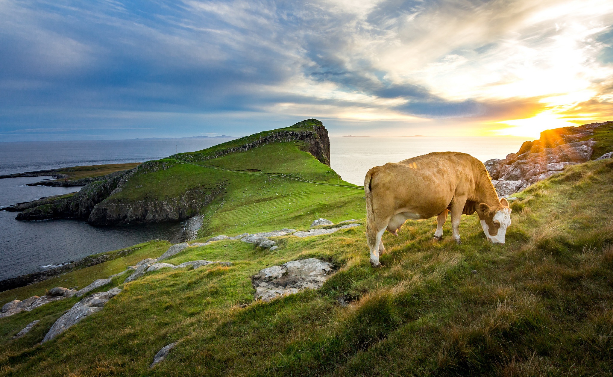 Laden Sie das Tiere, Natur, Horizont, Sonnenaufgang, Gras, Mantel, Kuh-Bild kostenlos auf Ihren PC-Desktop herunter