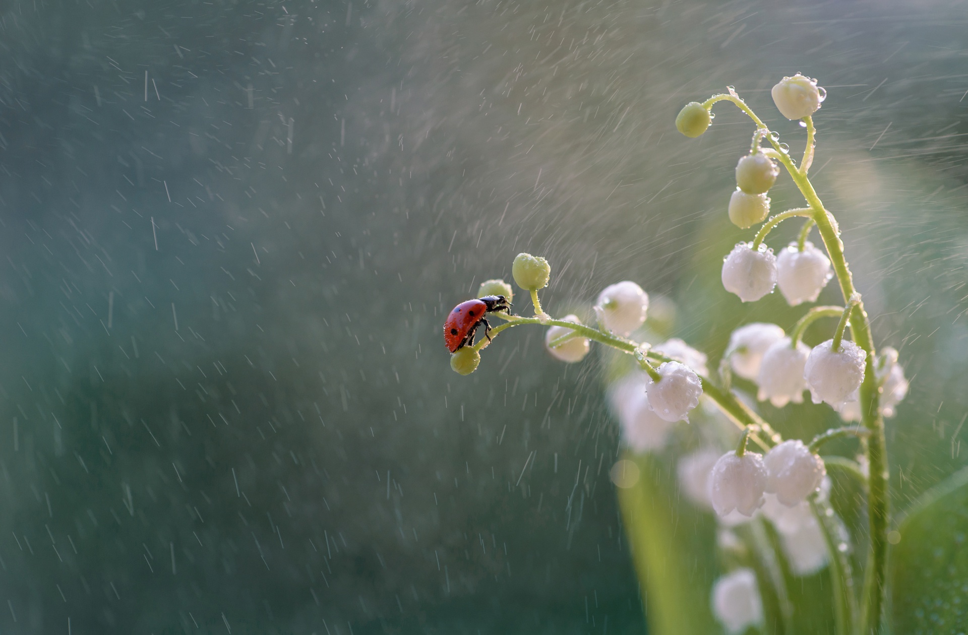 Free download wallpaper Flower, Macro, Insect, Animal, Ladybug, White Flower on your PC desktop
