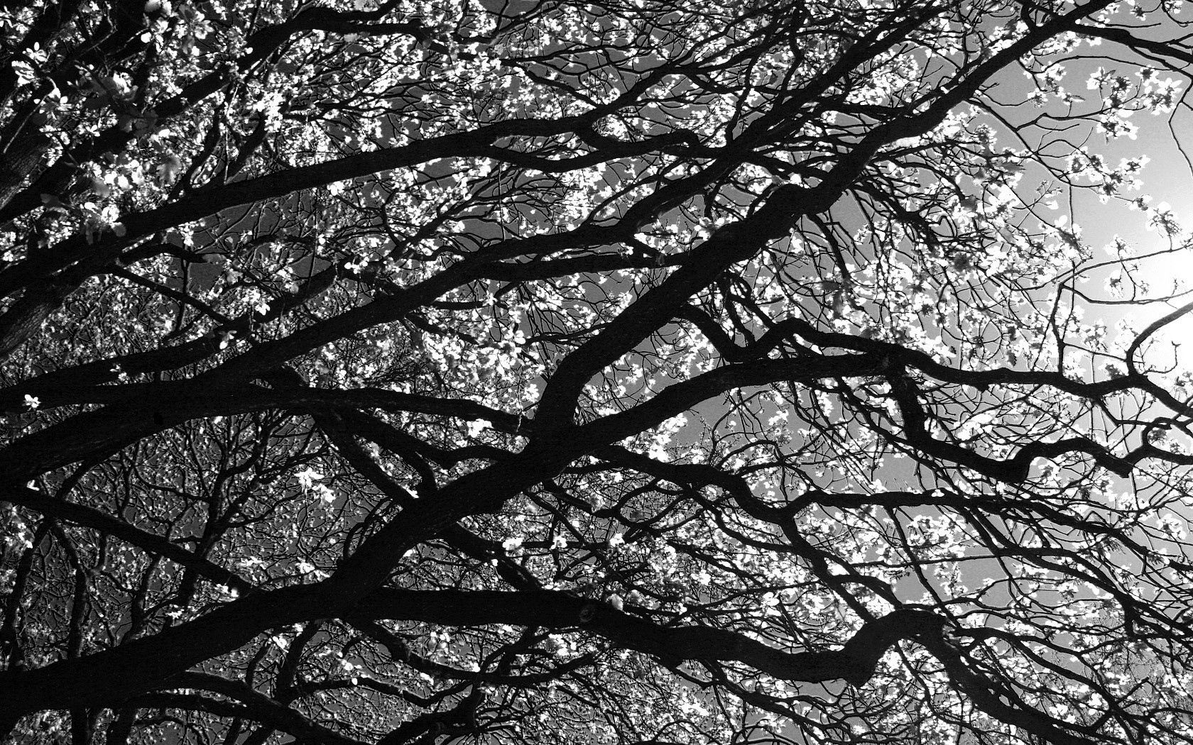 59858 скачать картинку черно белые, природа, дерево, ветви - обои и заставки бесплатно