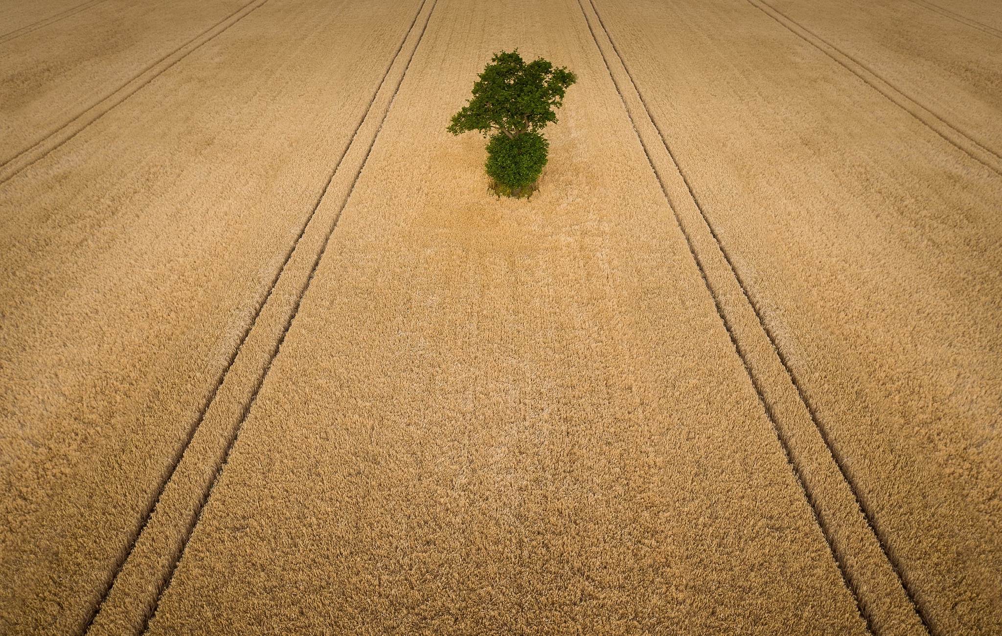 Descarga gratuita de fondo de pantalla para móvil de Naturaleza, Verano, Campo, Tierra/naturaleza.