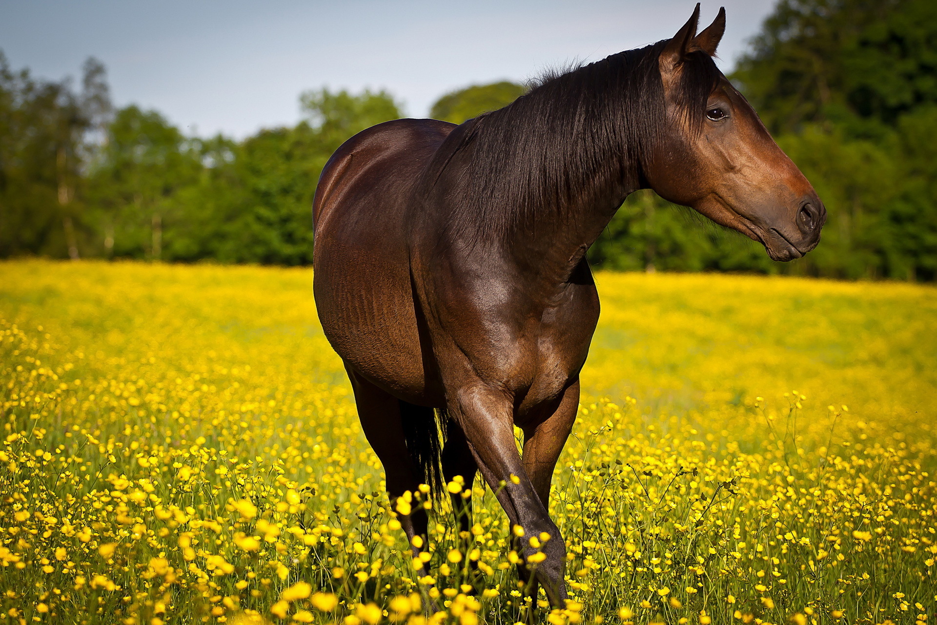 Handy-Wallpaper Tiere, Blume, Feld, Nahansicht, Hauspferd kostenlos herunterladen.