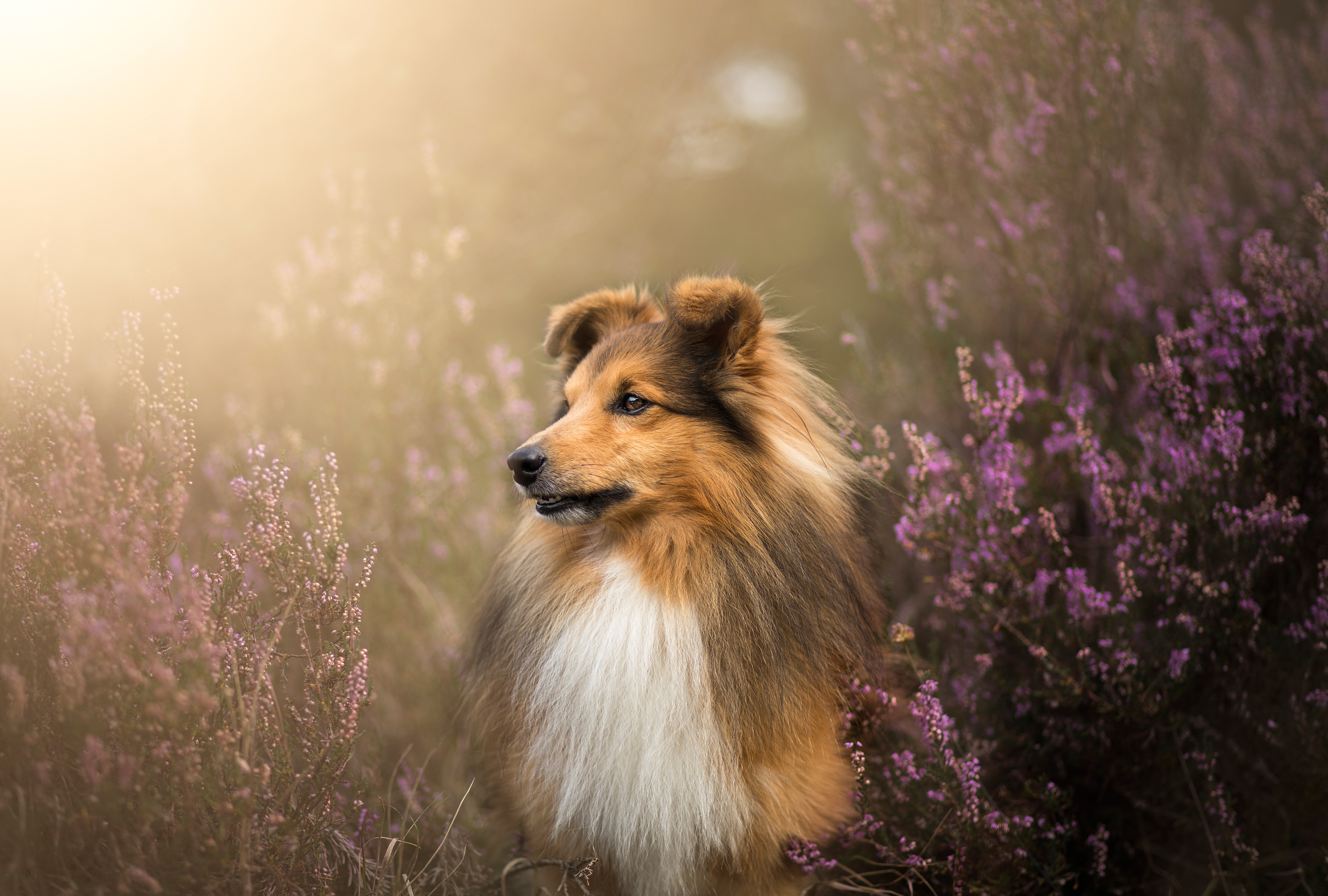 animal, shetland sheepdog, dog, flower, dogs