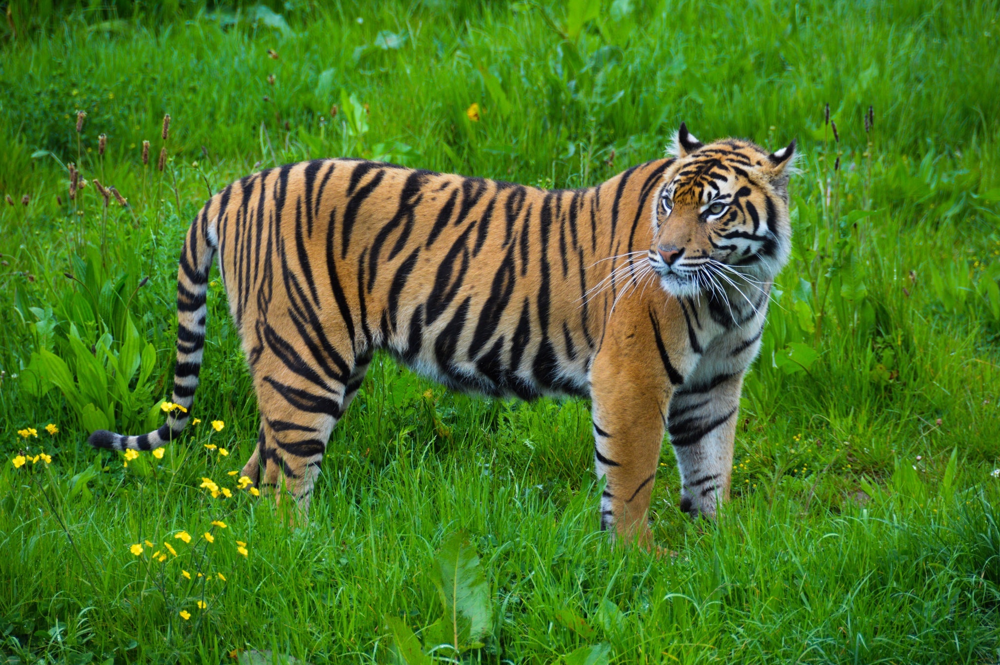 Handy-Wallpaper Tiere, Katzen, Tiger kostenlos herunterladen.