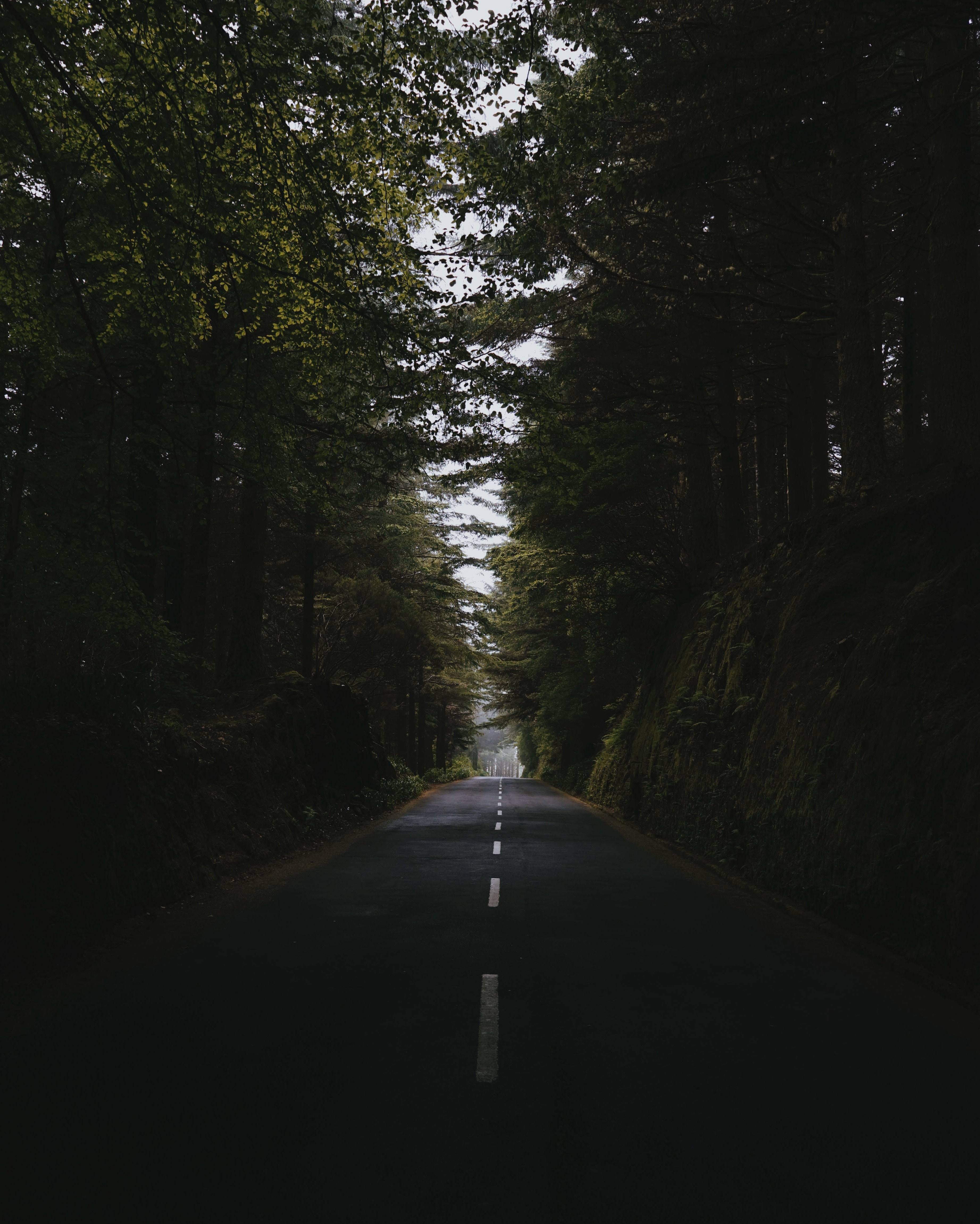nature, markup, forest, trees, road, asphalt, path, way