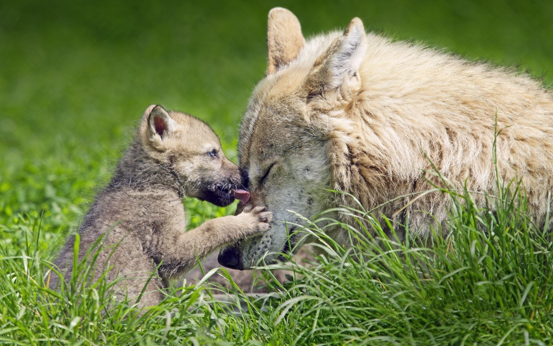 Free download wallpaper Grass, Love, Animal, Baby Animal, Cub, Mexican Gray Wolf on your PC desktop