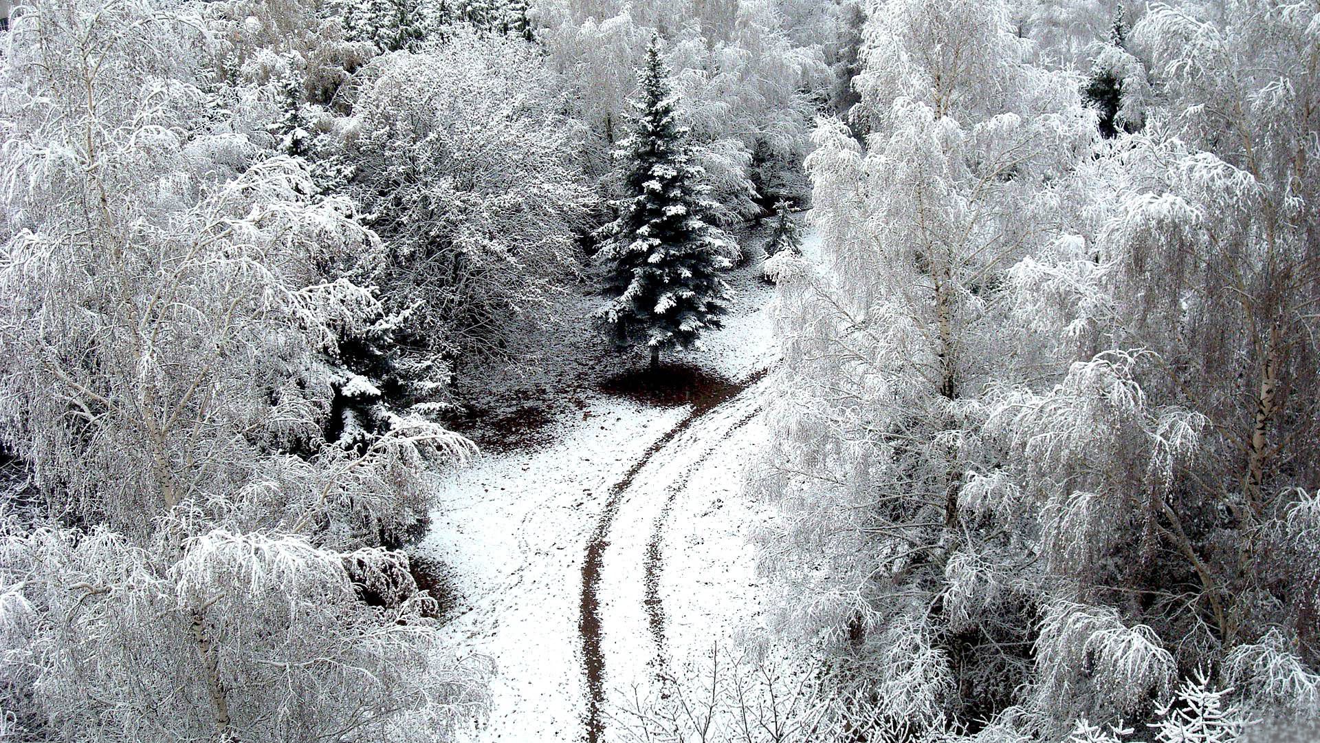 frost, winter, nature, trees, snow, road, hoarfrost, from above, above Full HD