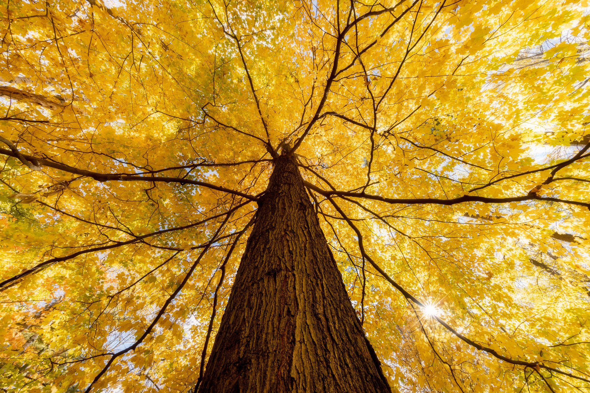 無料モバイル壁紙自然, 木, 秋, 地球, トランクをダウンロードします。