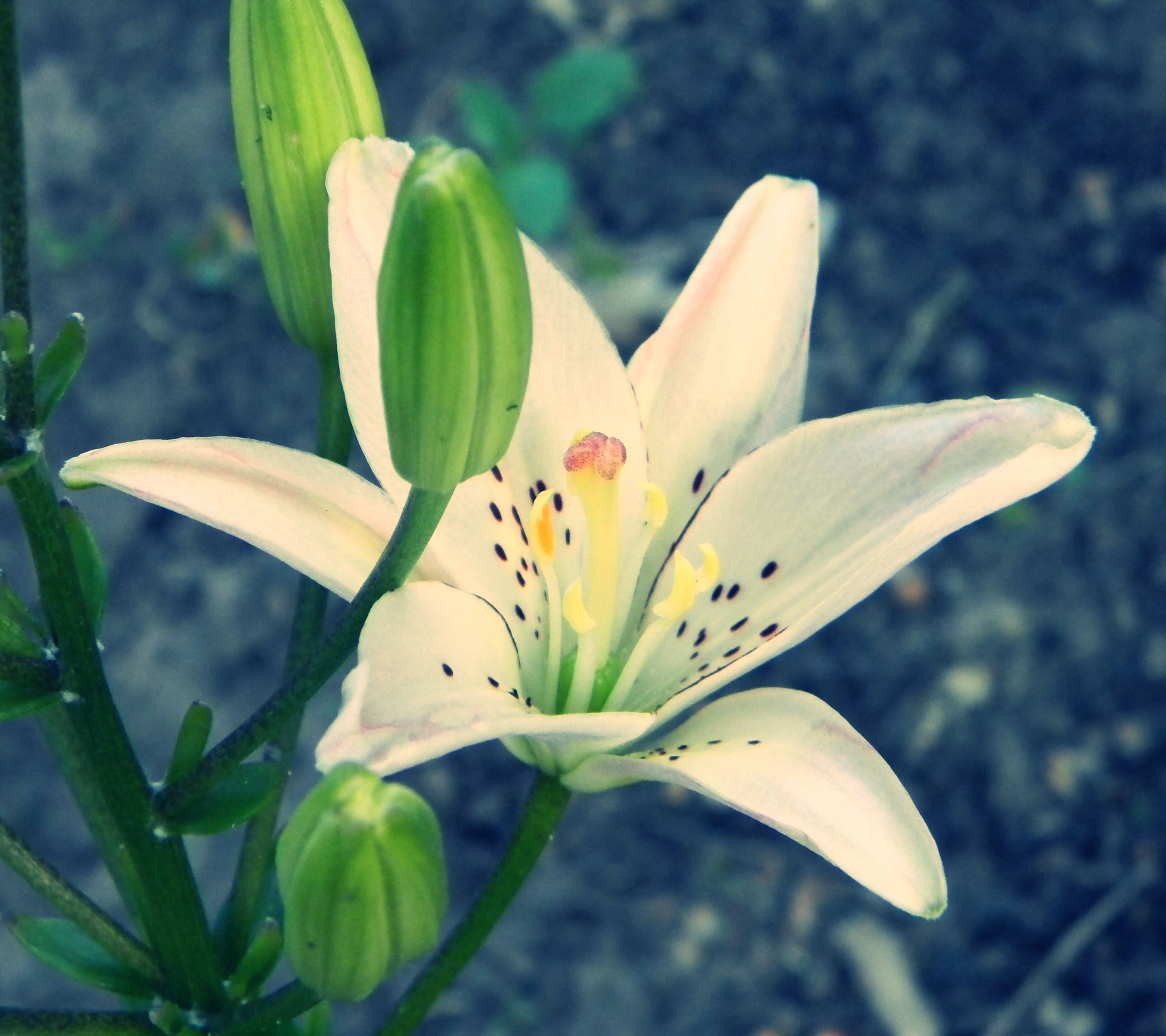 Download mobile wallpaper Flowers, Earth, Lily for free.