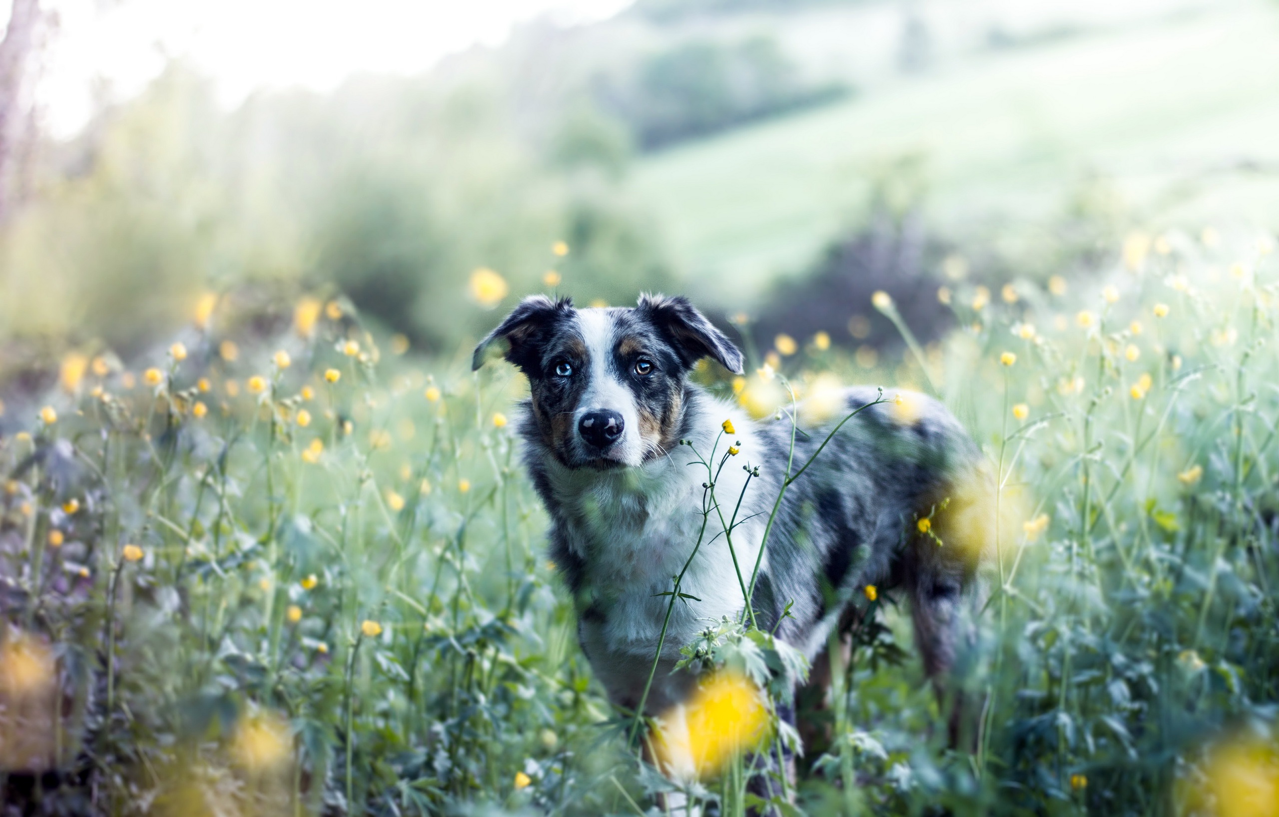 Download mobile wallpaper Dogs, Dog, Animal, Australian Shepherd, Depth Of Field for free.